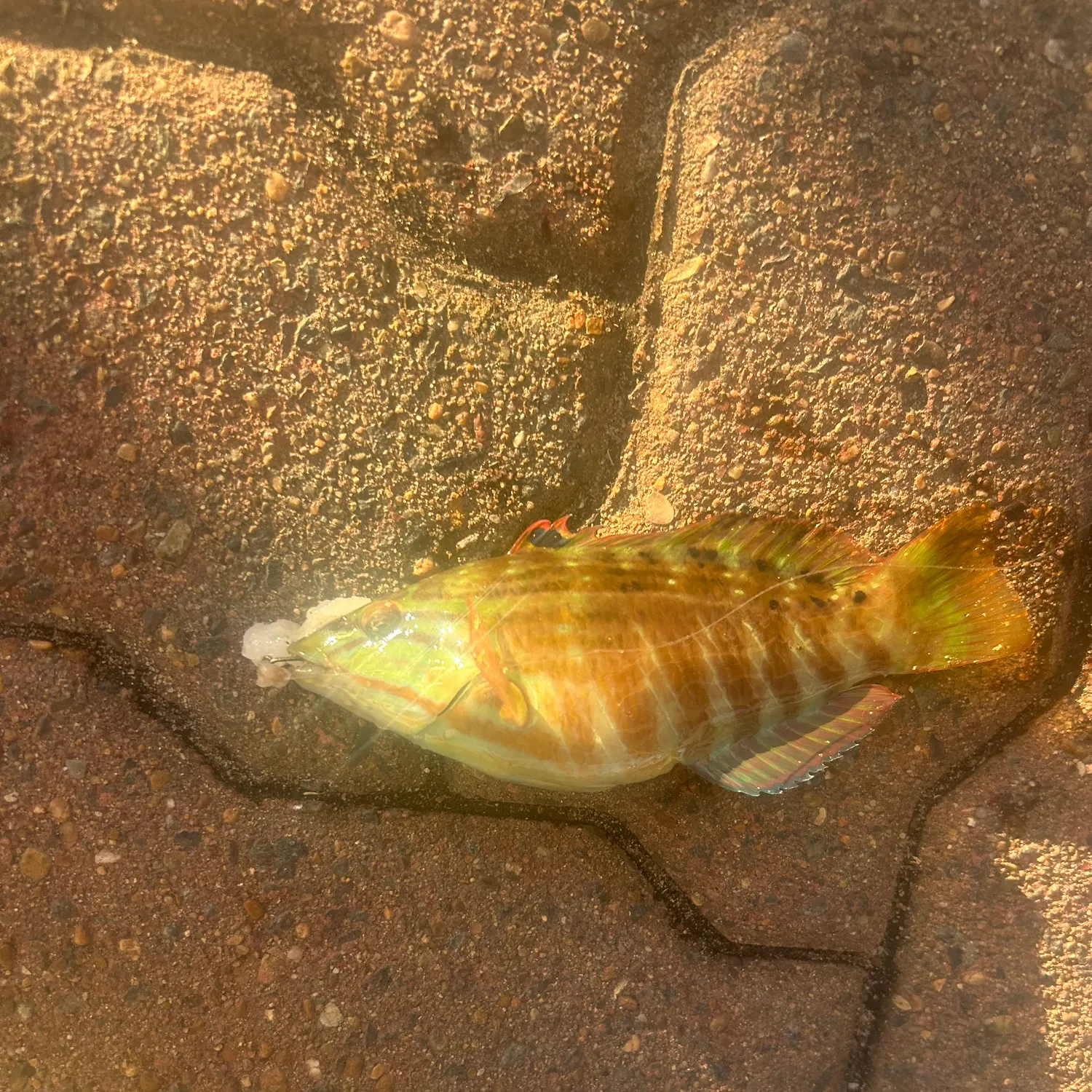 The most recent Gunther's wrasse catches on Fishbrain