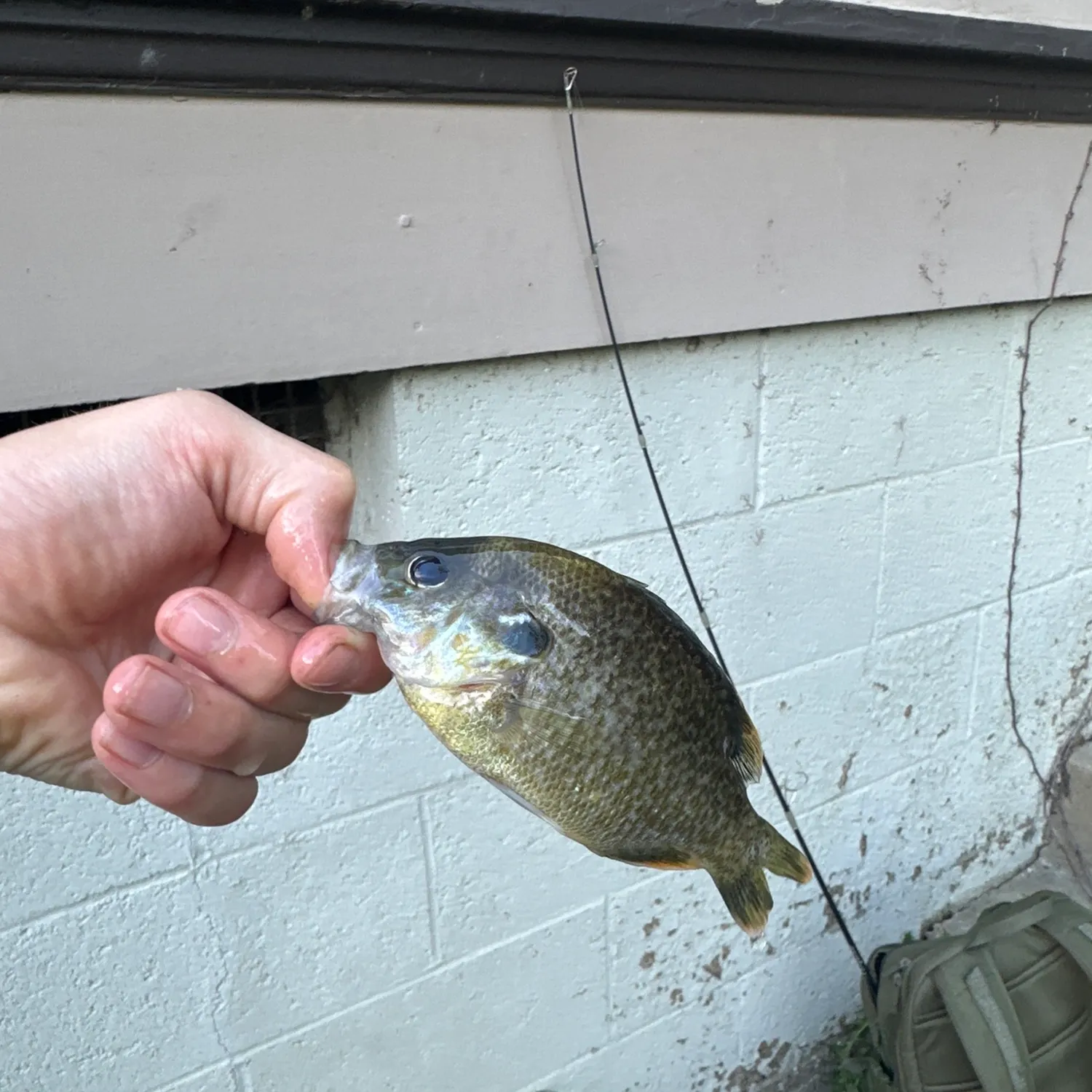 Greengill hybrid caught on Fishbrain