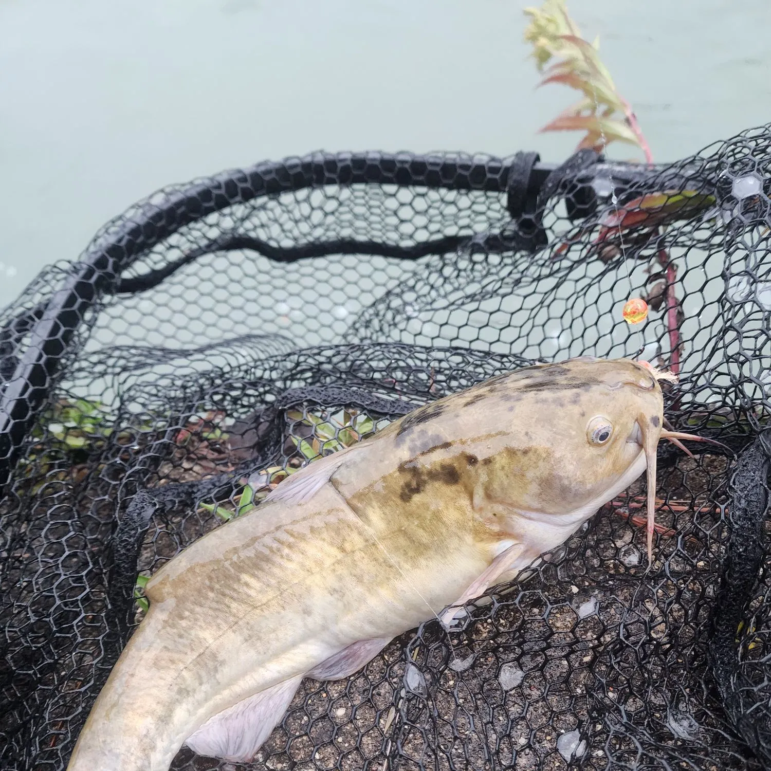 Flathead catfish caught on Fishbrain