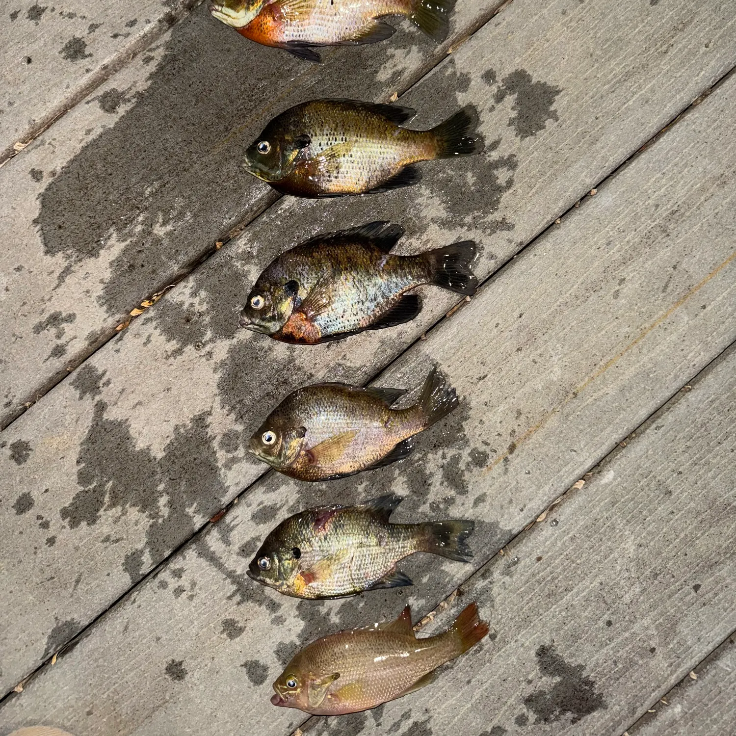 recently logged catches