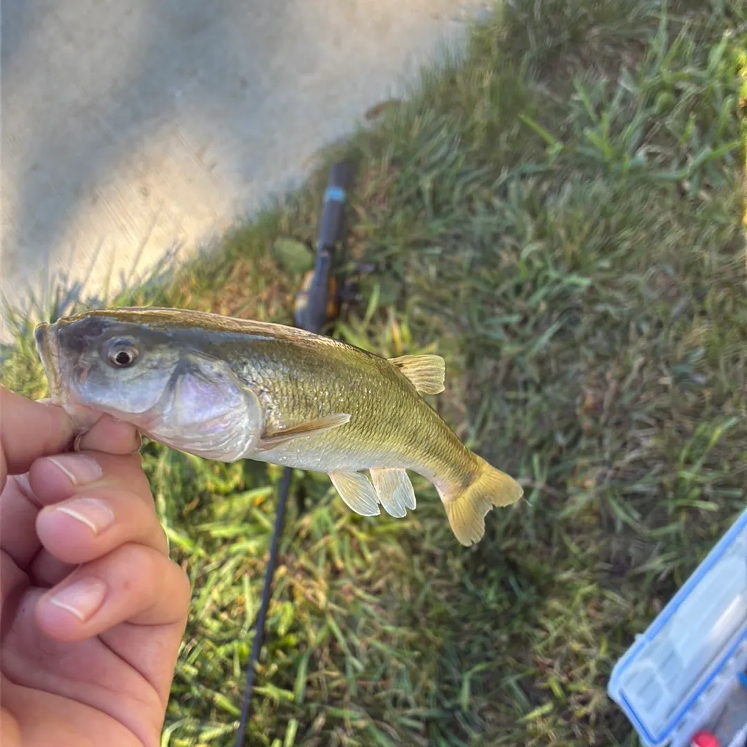 Creek chub caught on Fishbrain