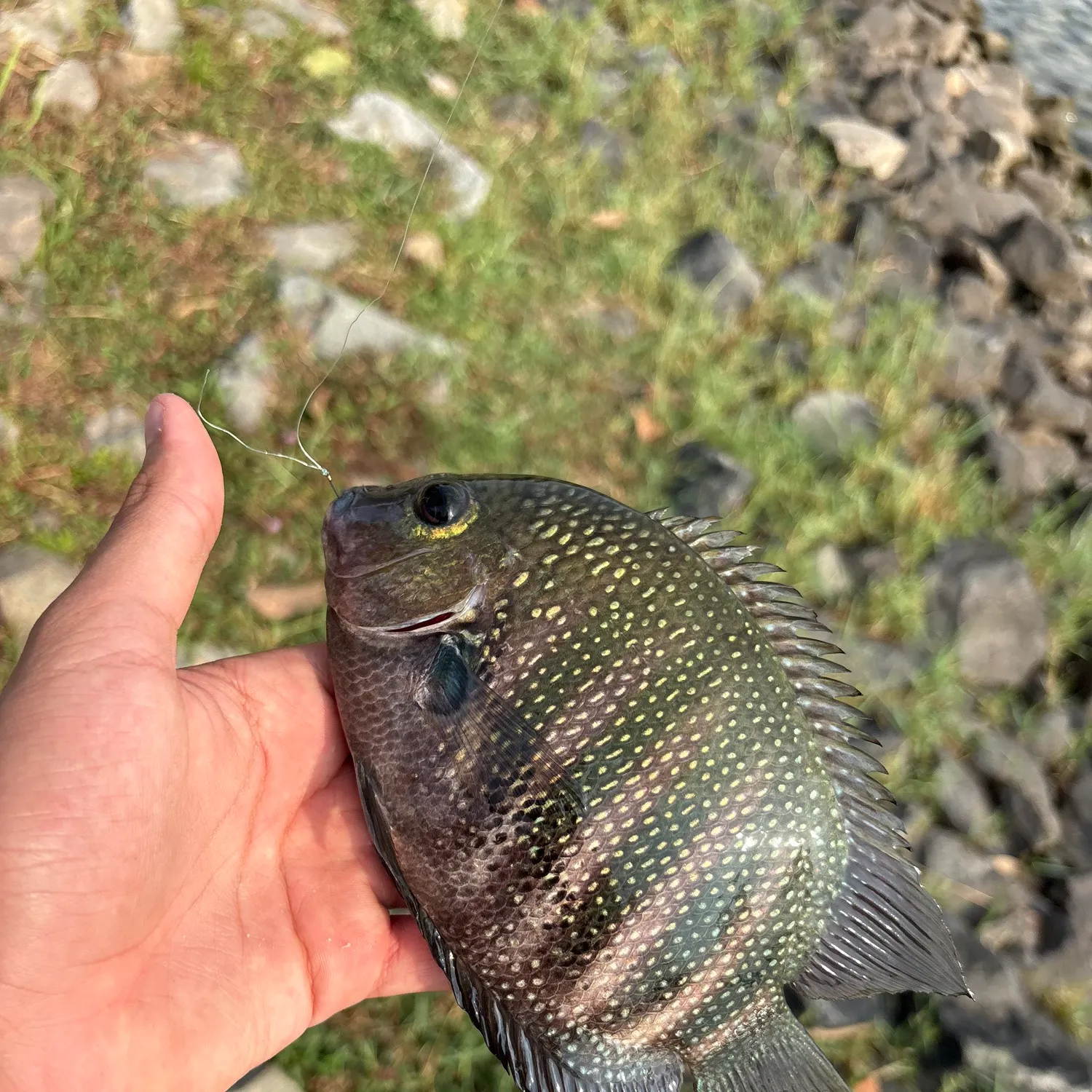 The most recent Pearlspot catches on Fishbrain