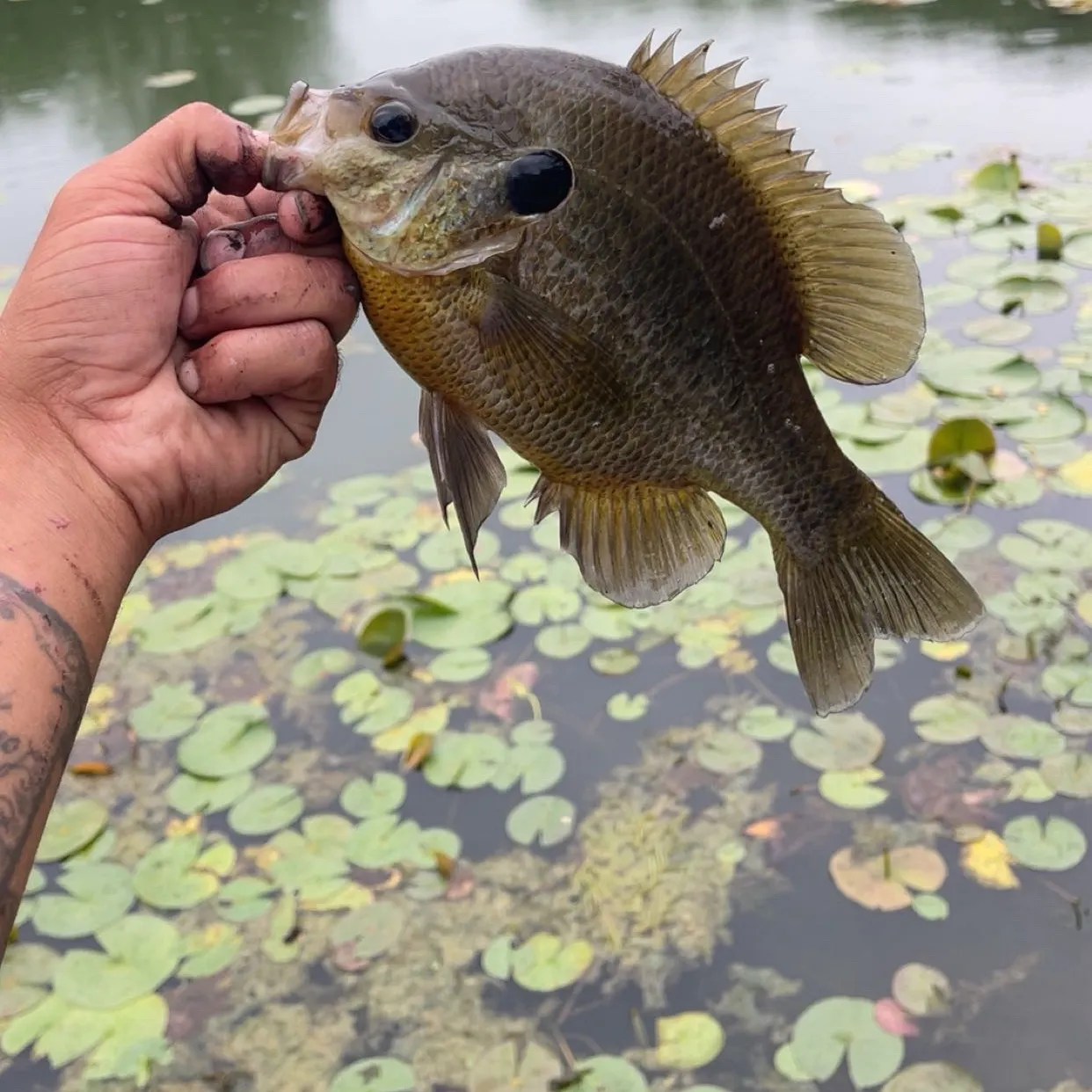 Redear sunfish caught on Fishbrain