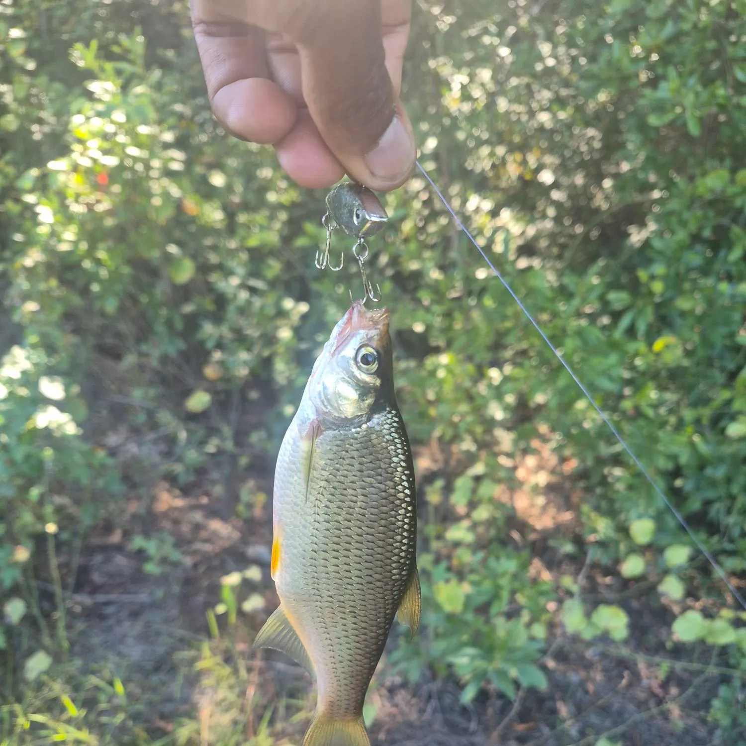 Golden shiner caught on Fishbrain