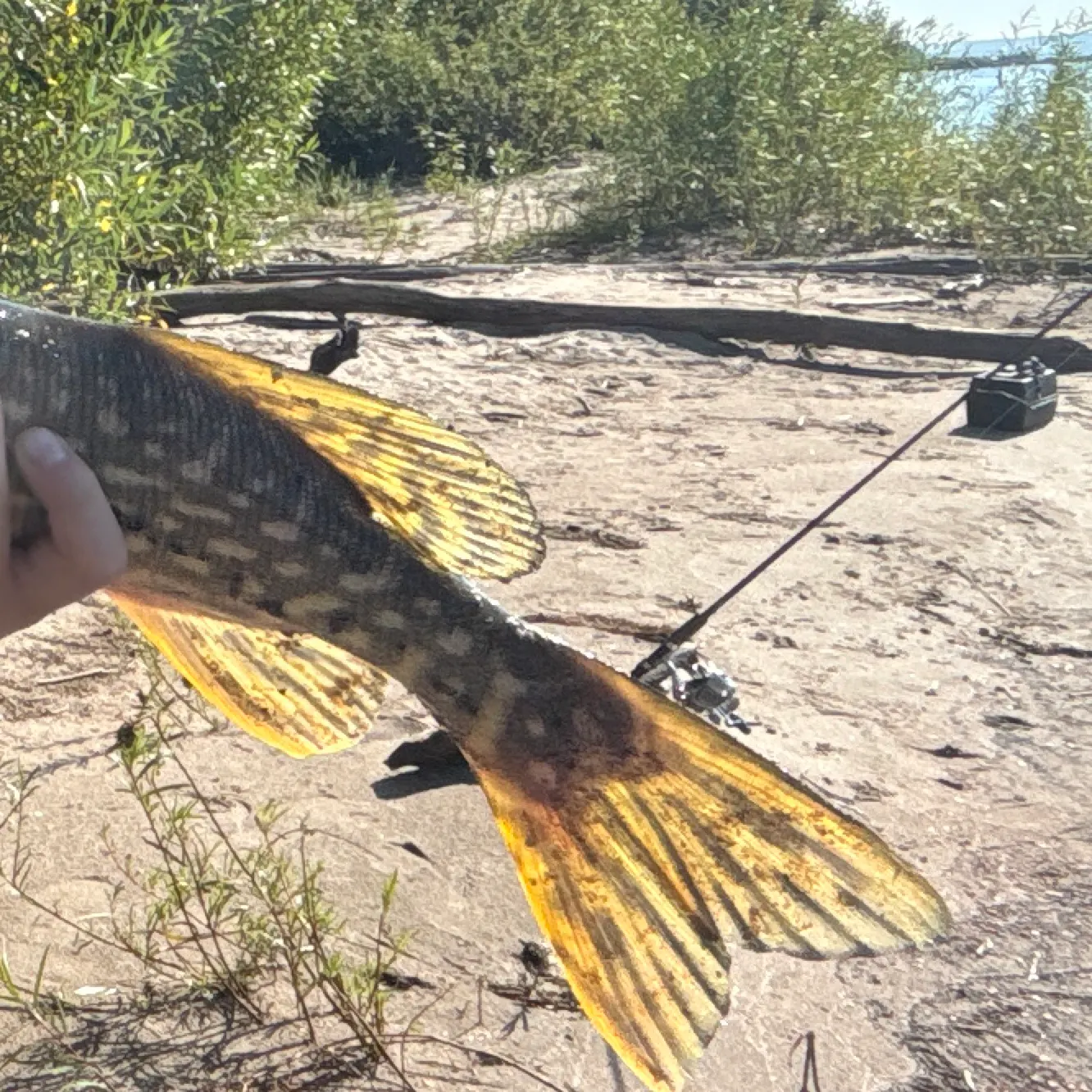 Northern pike caught on Fishbrain