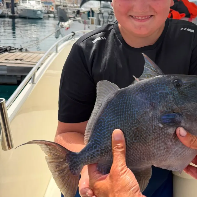 Grey triggerfish caught on Fishbrain