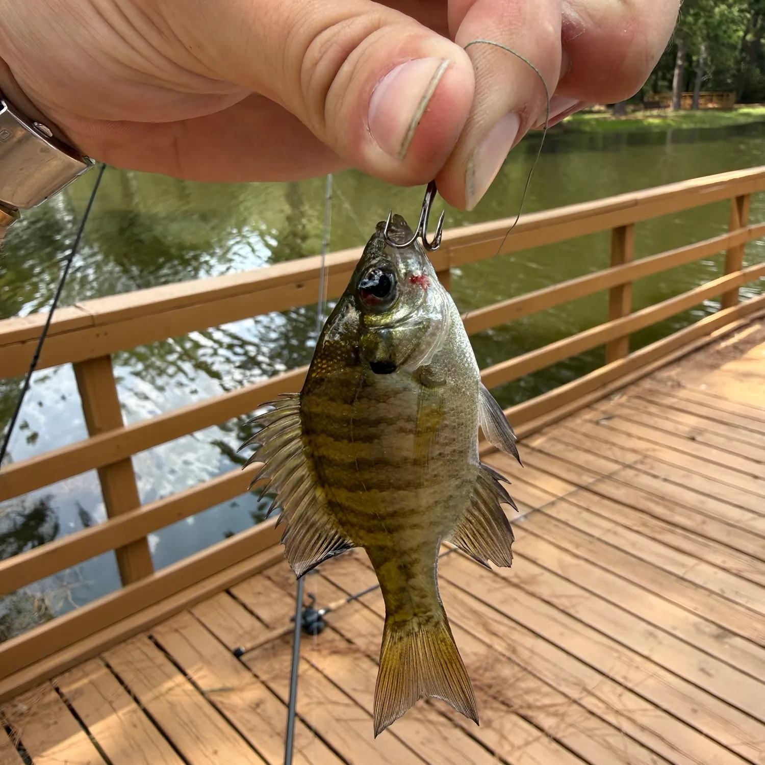 The most recent Banded sunfish catches on Fishbrain