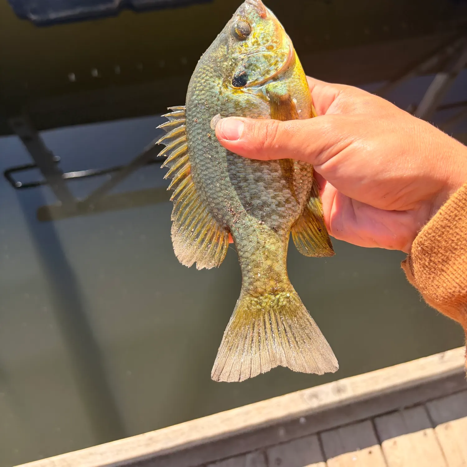 Bluegill caught on Fishbrain