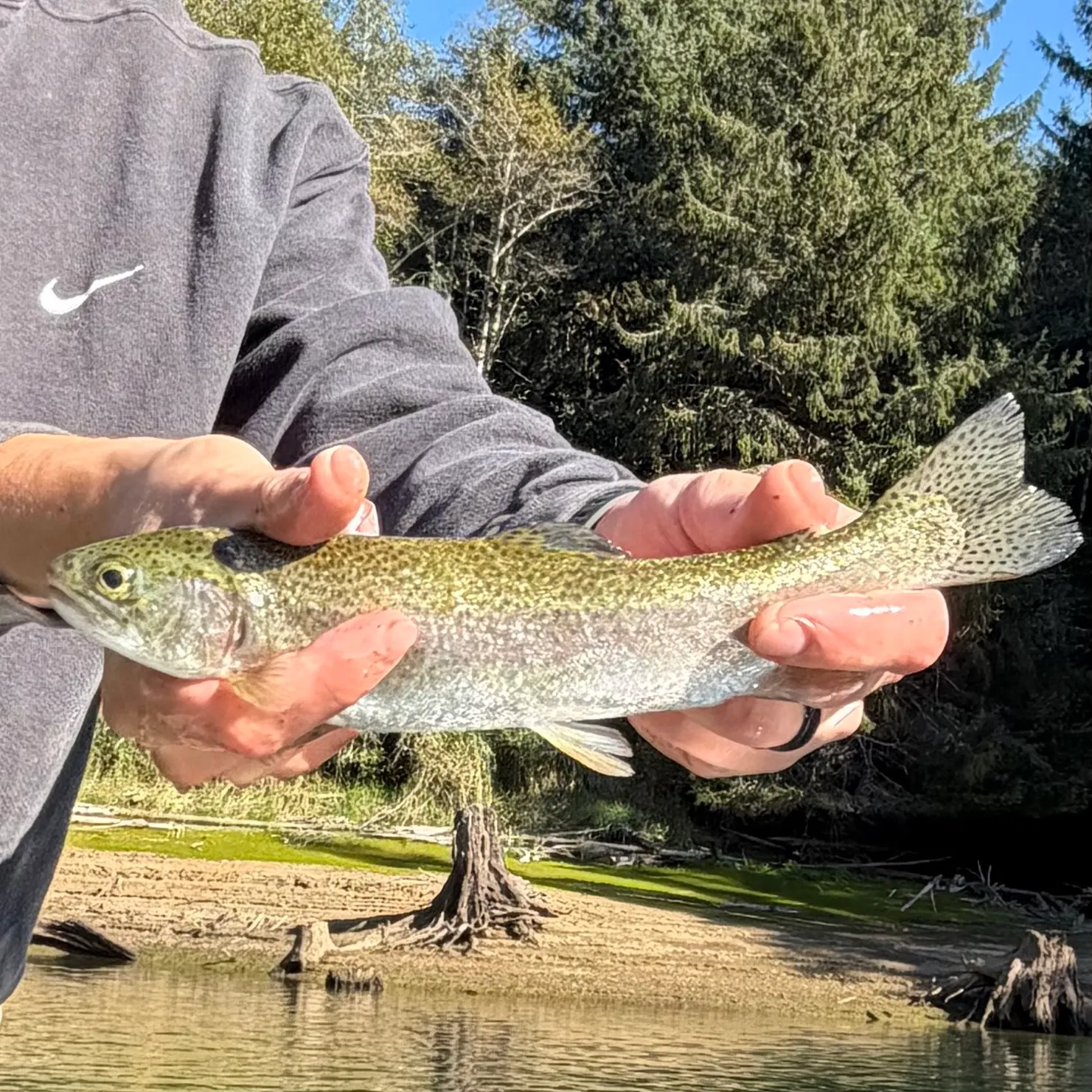 Rainbow trout caught on Fishbrain