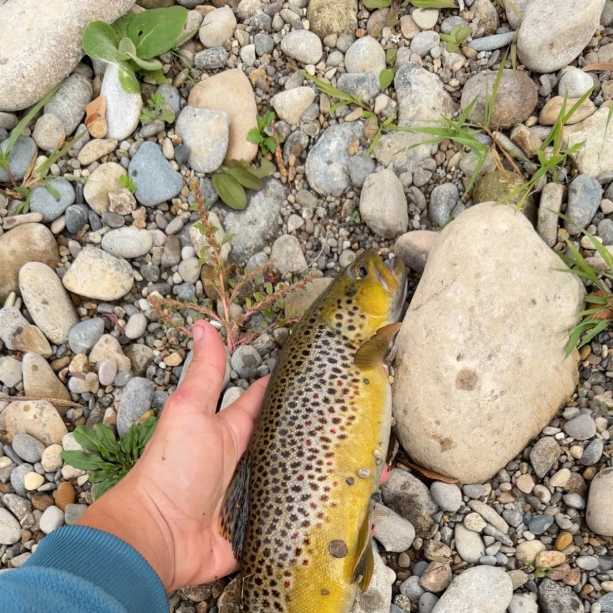 Brown trout caught on Fishbrain