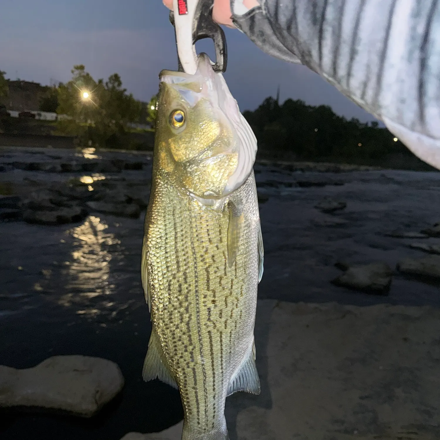 Wiper caught on Fishbrain