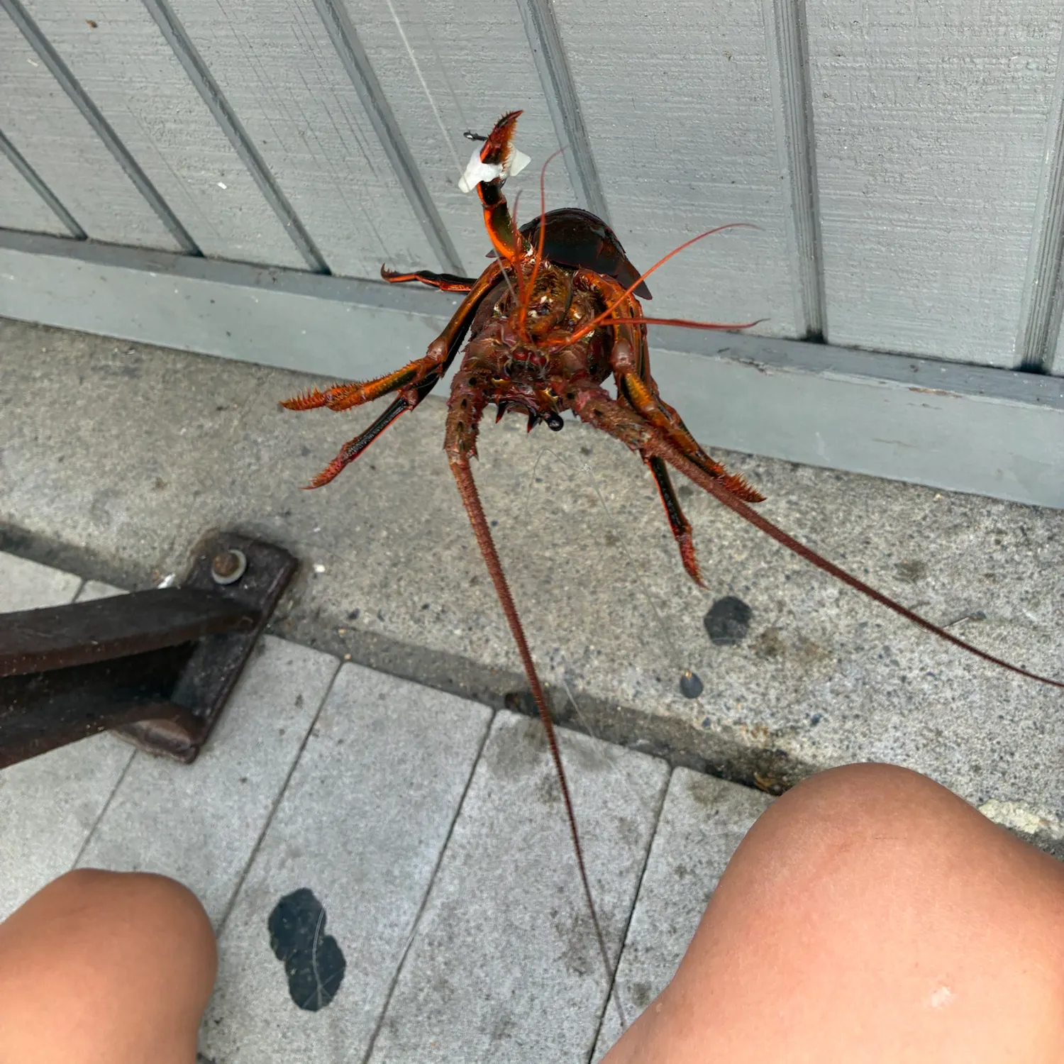 The most recent Southern calamari catches on Fishbrain
