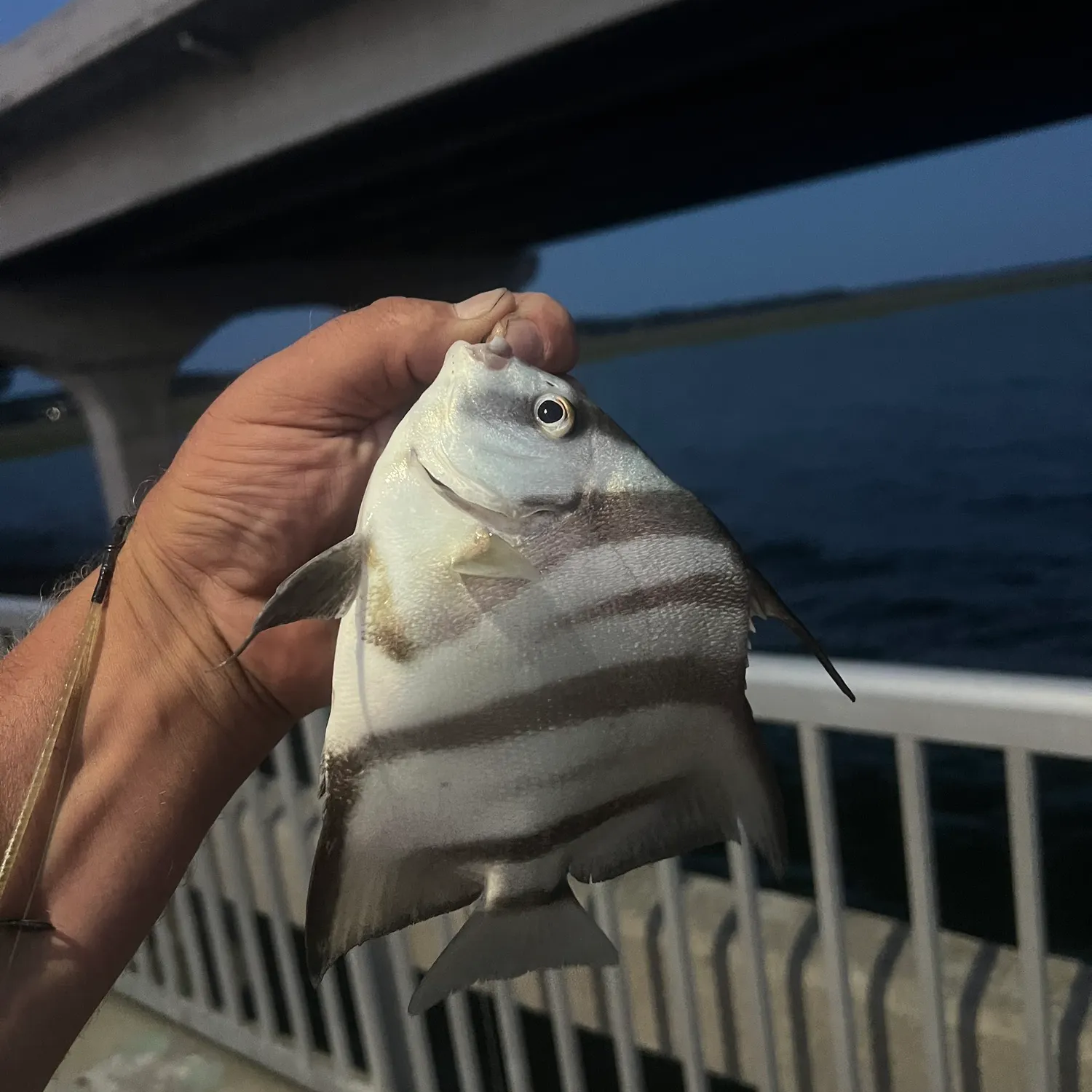 The most recent Atlantic spadefish catches on Fishbrain