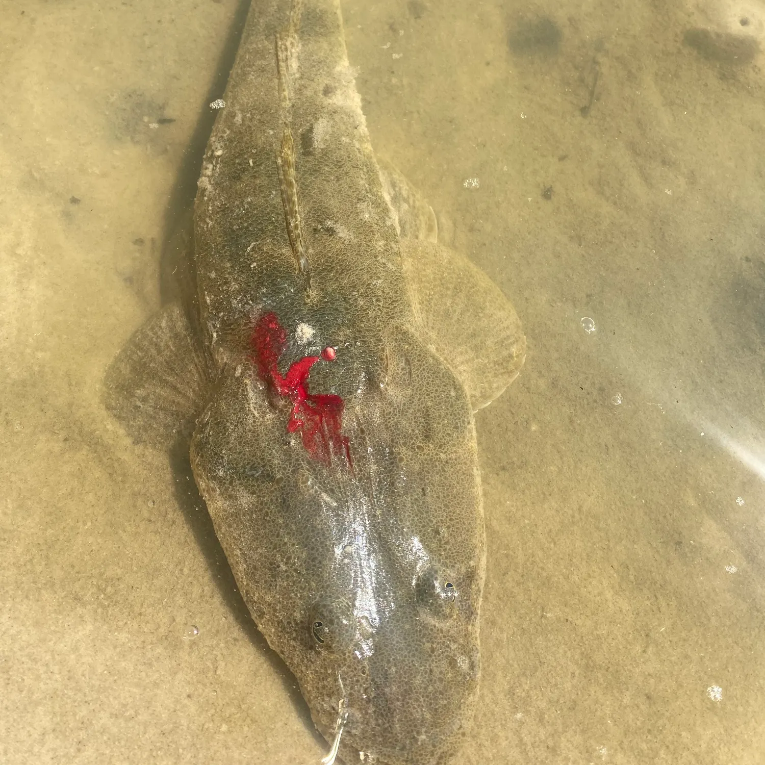 Dusky flathead caught on Fishbrain