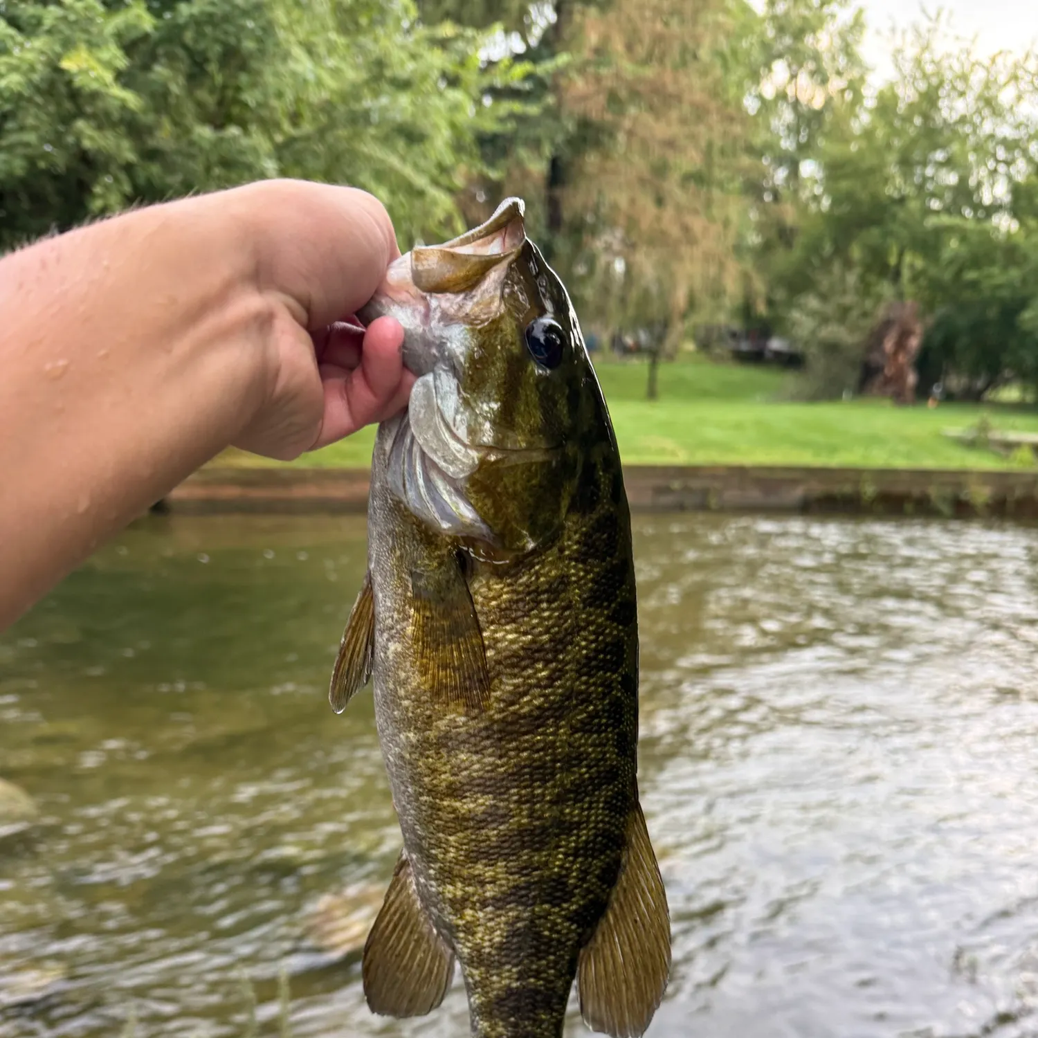 Smallmouth bass caught on Fishbrain