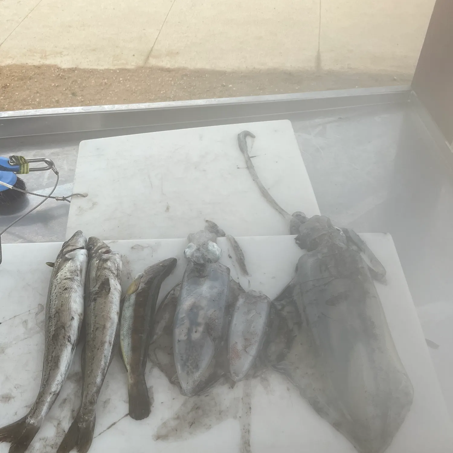 Southern calamari caught on Fishbrain