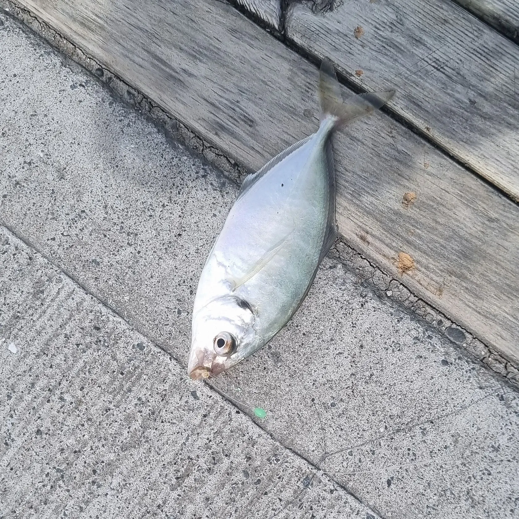 White trevally caught on Fishbrain