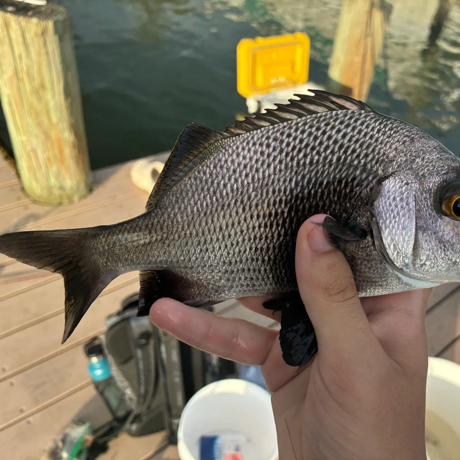 Black margate caught on Fishbrain