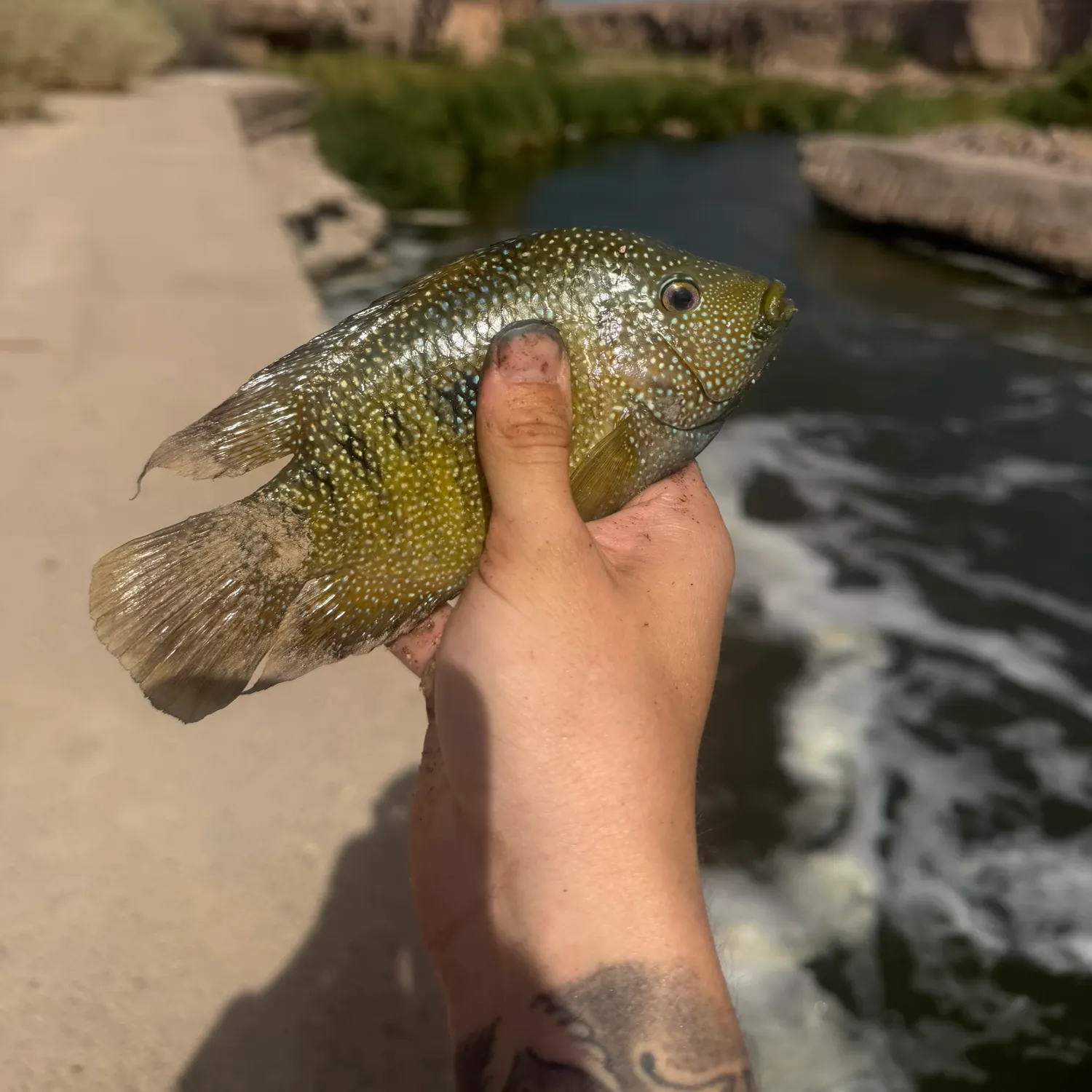 Rio Grande cichlid caught on Fishbrain