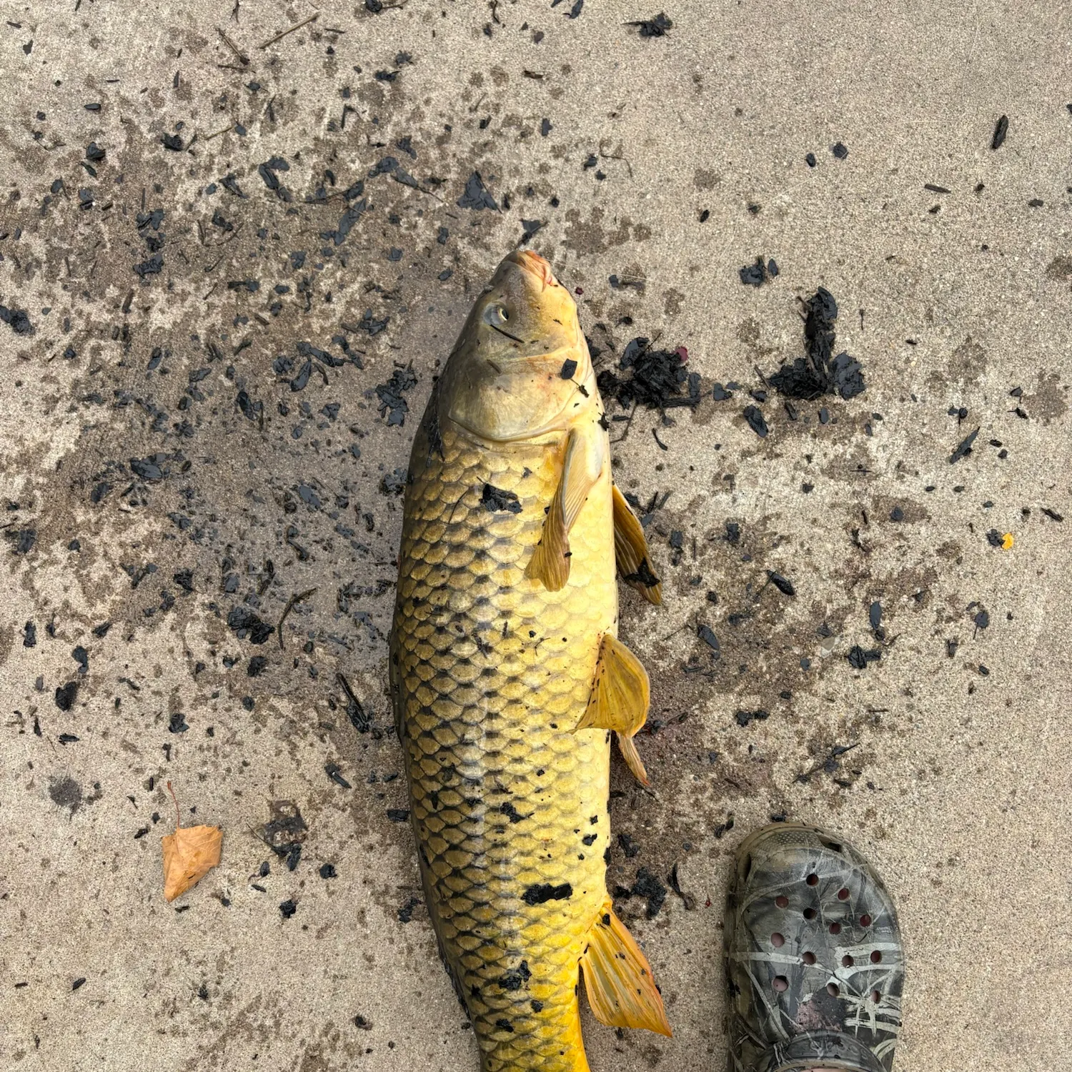Common carp caught on Fishbrain