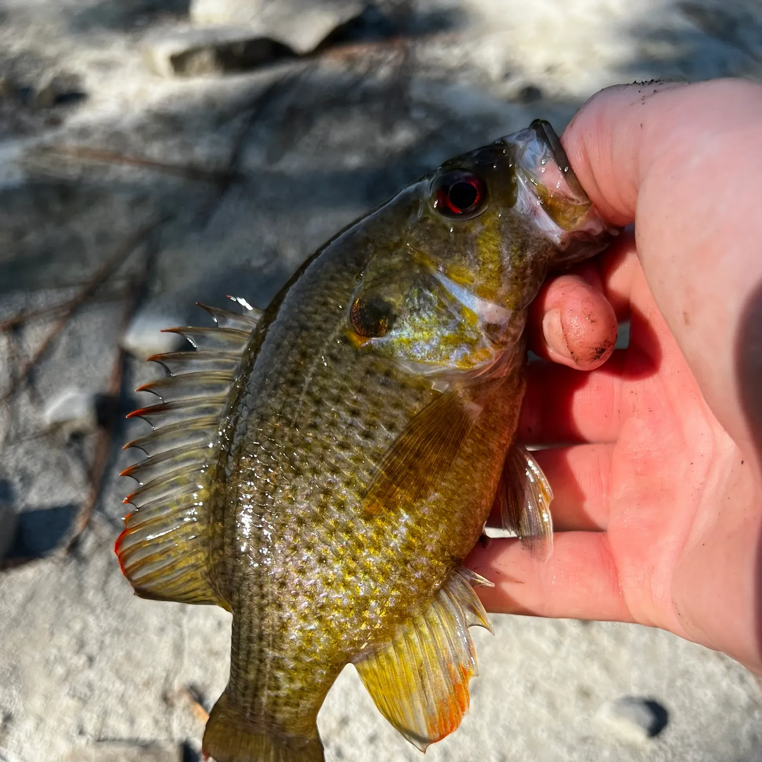 Warmouth caught on Fishbrain