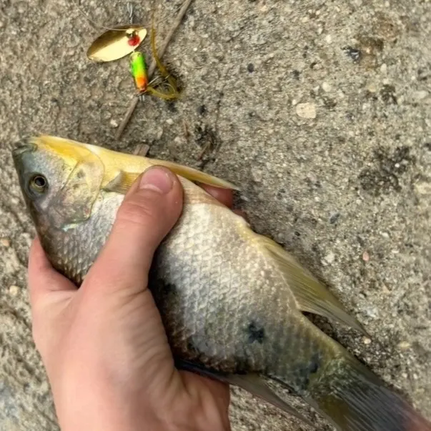 Blue tilapia caught on Fishbrain
