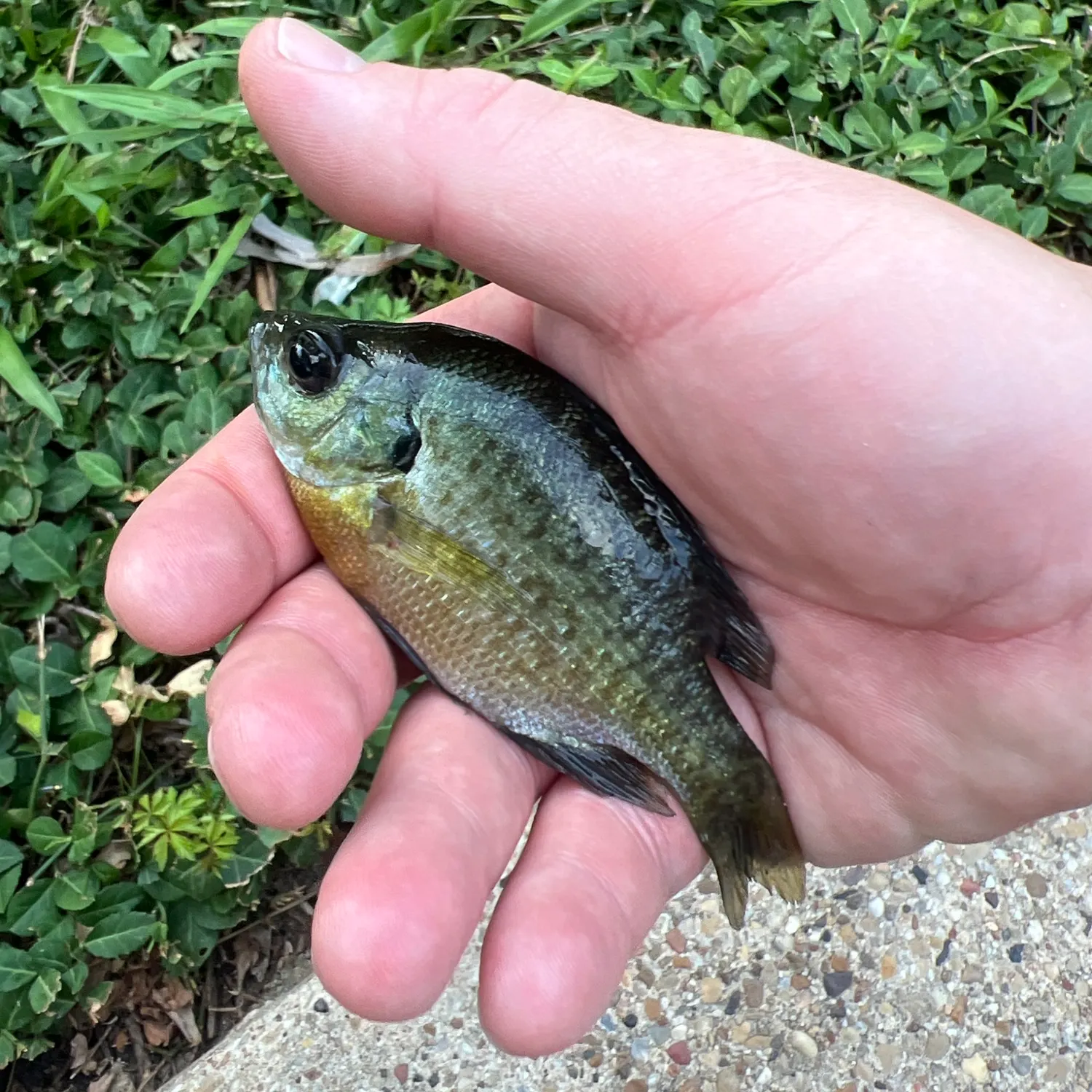Bluegill caught on Fishbrain