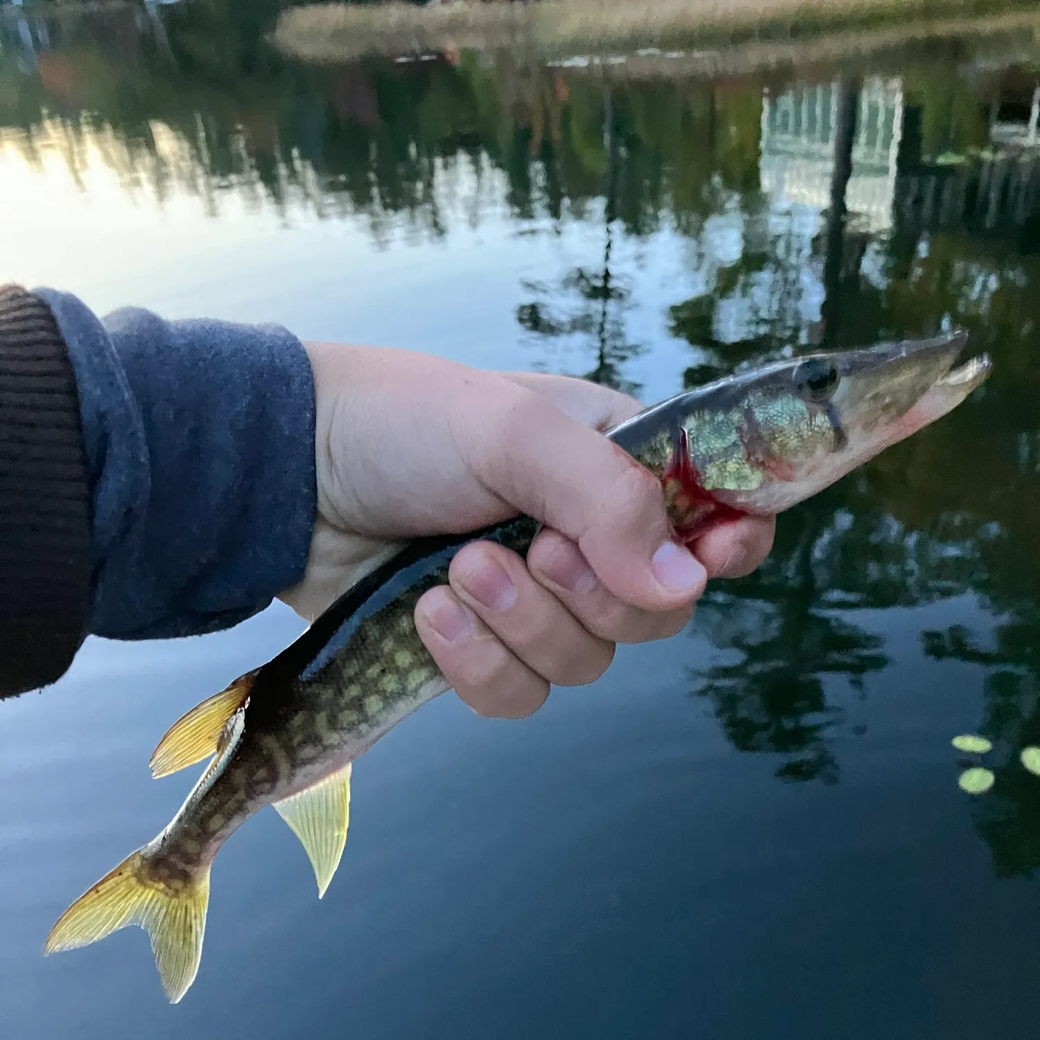Chain pickerel caught on Fishbrain