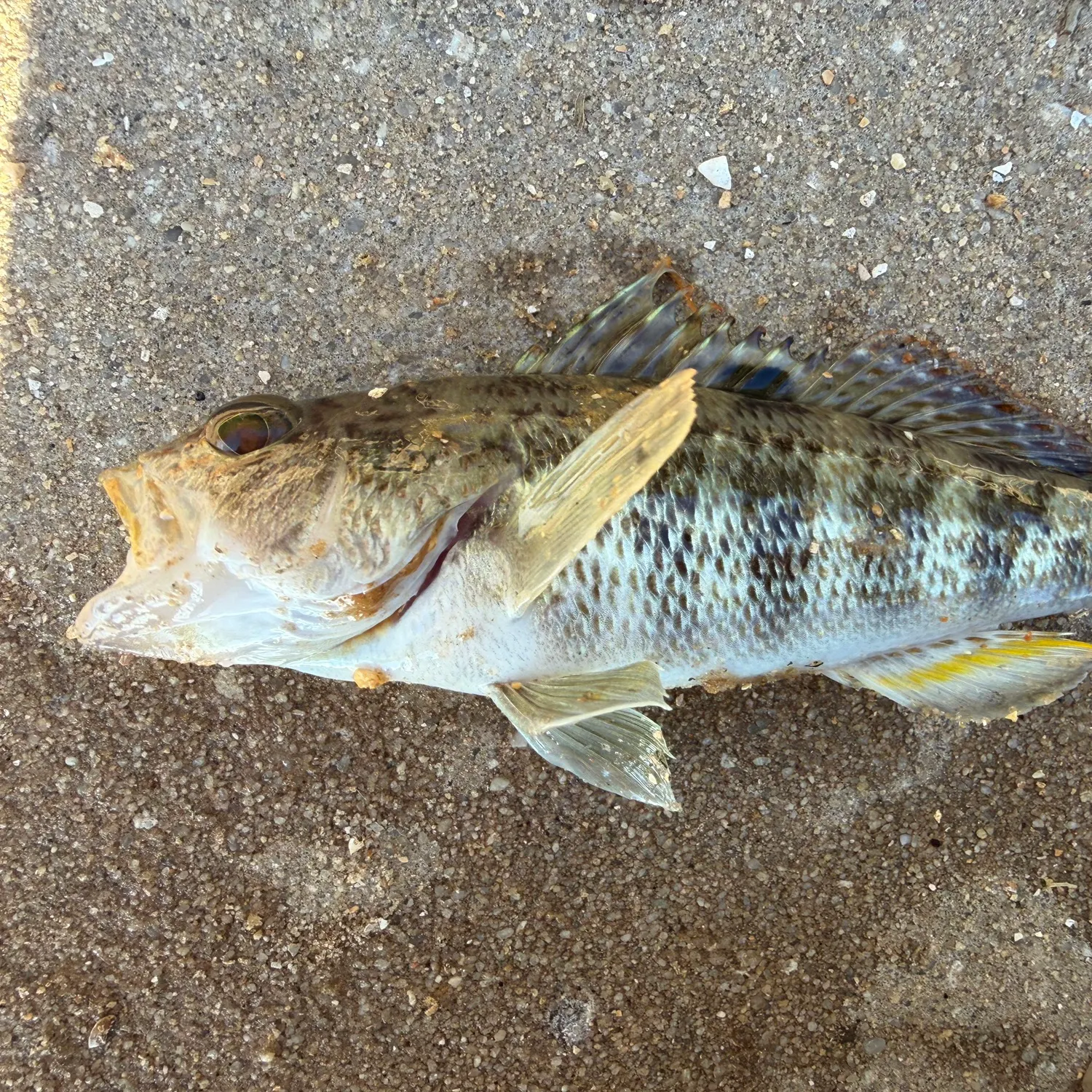 The most recent Rock sea bass catches on Fishbrain