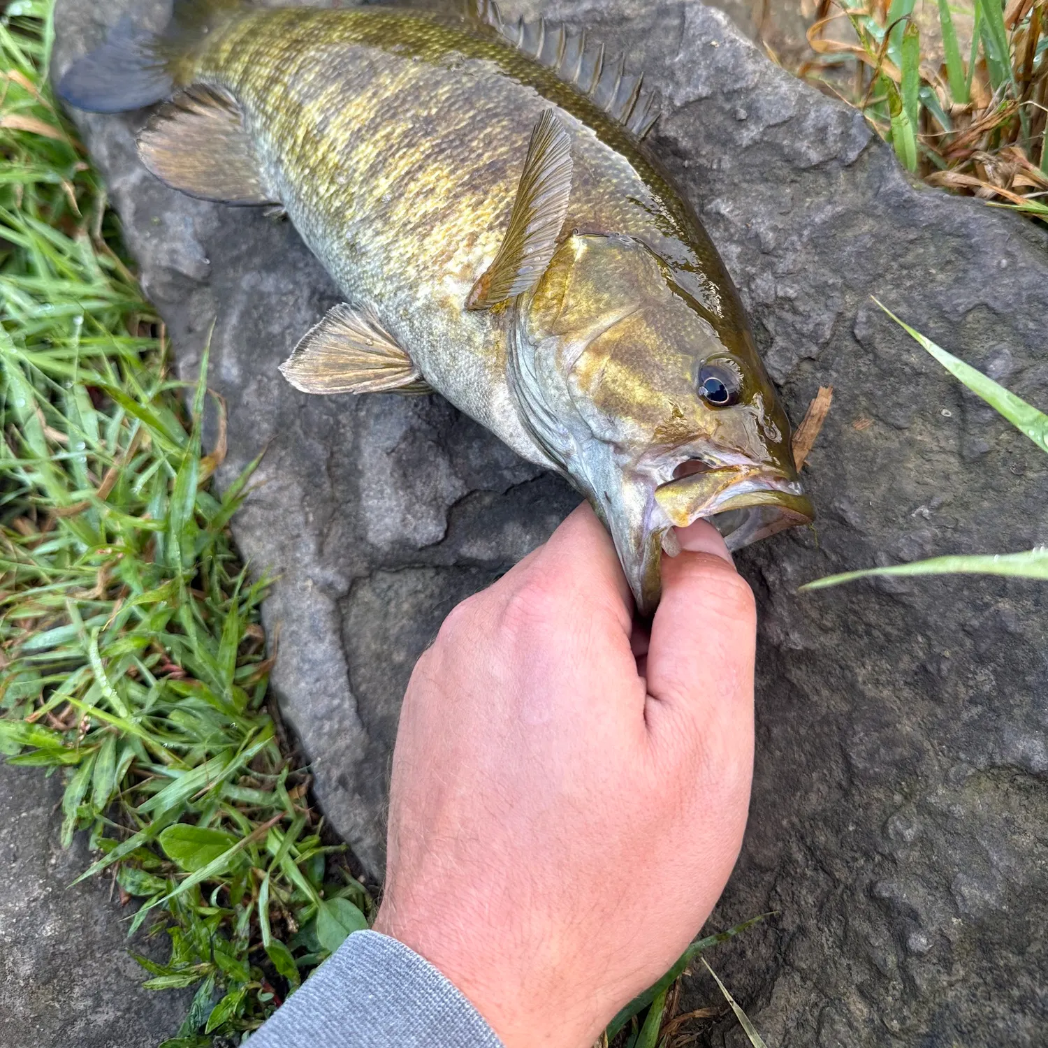 Smallmouth bass caught on Fishbrain