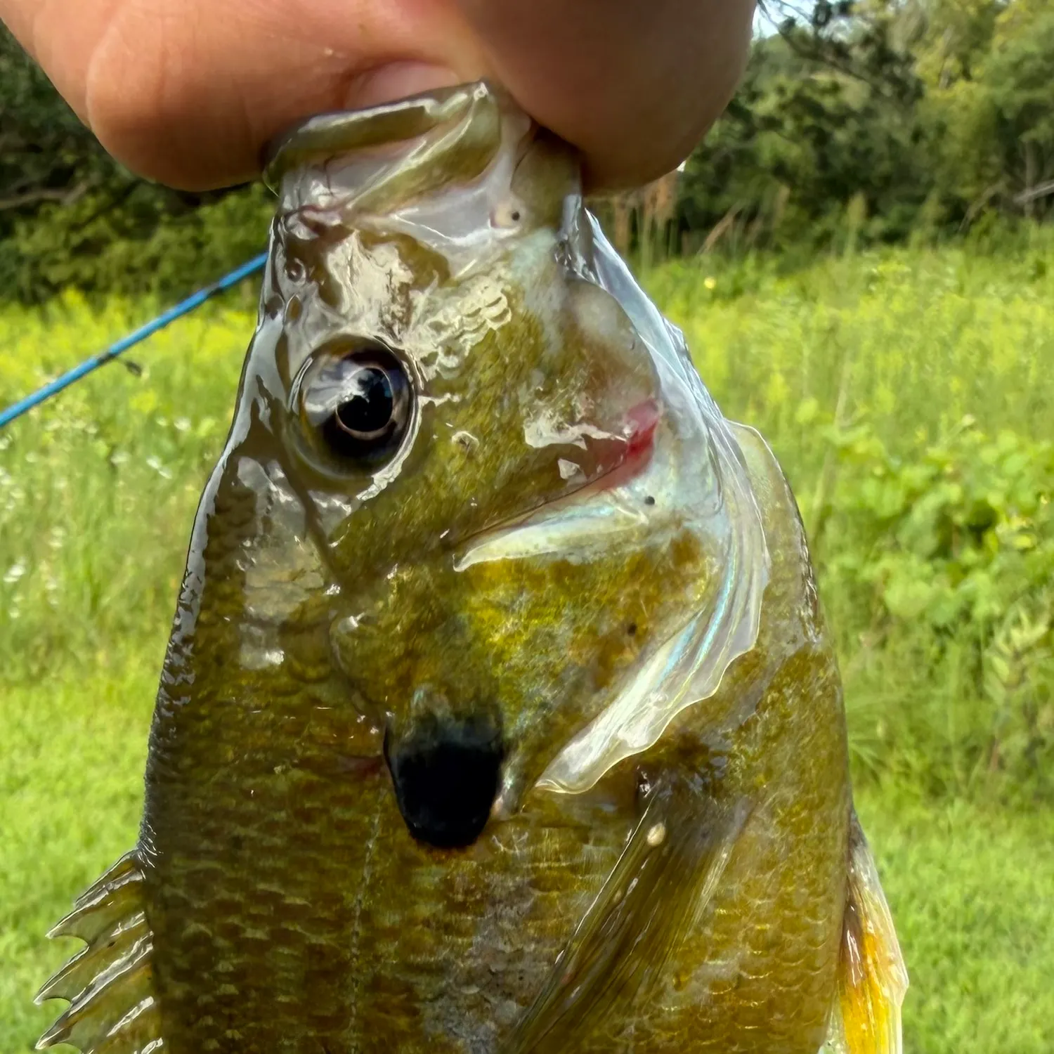 Greengill hybrid caught on Fishbrain