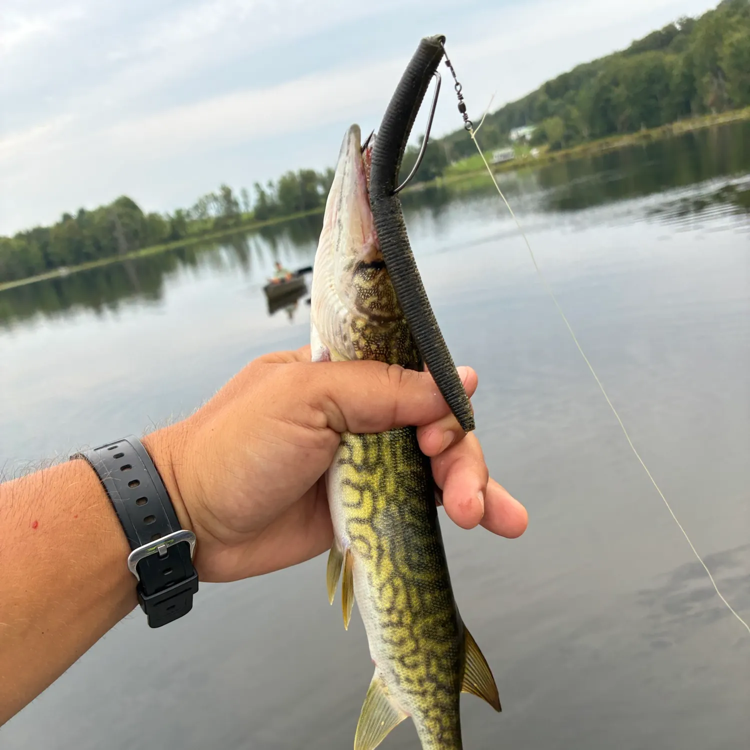 Chain pickerel caught on Fishbrain