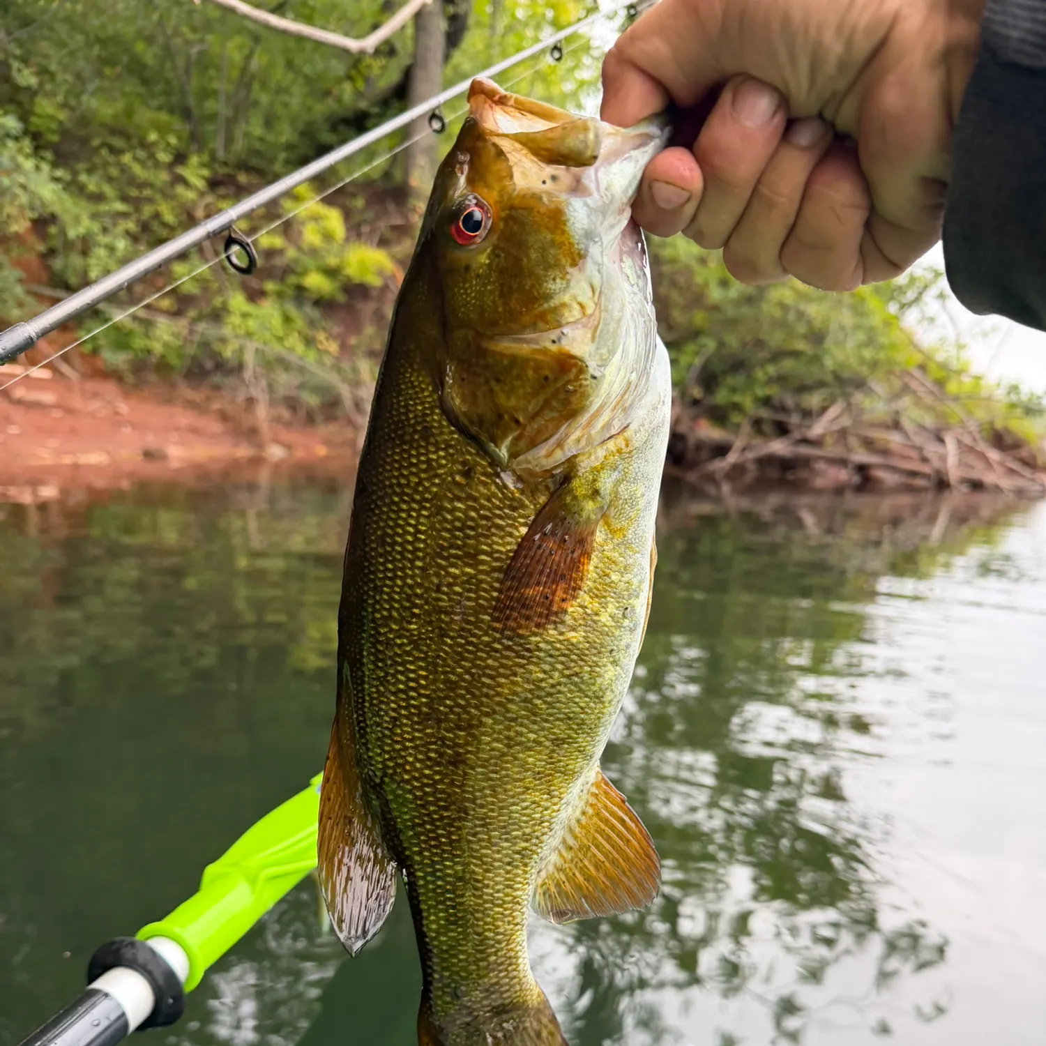 Smallmouth bass caught on Fishbrain