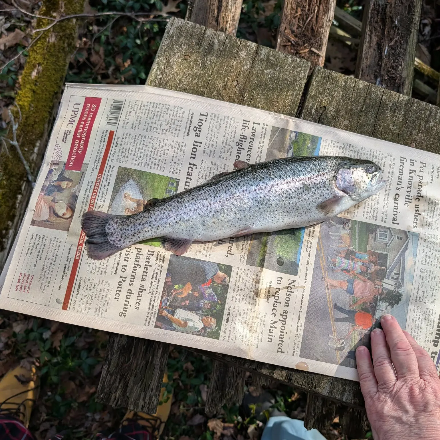 recently logged catches