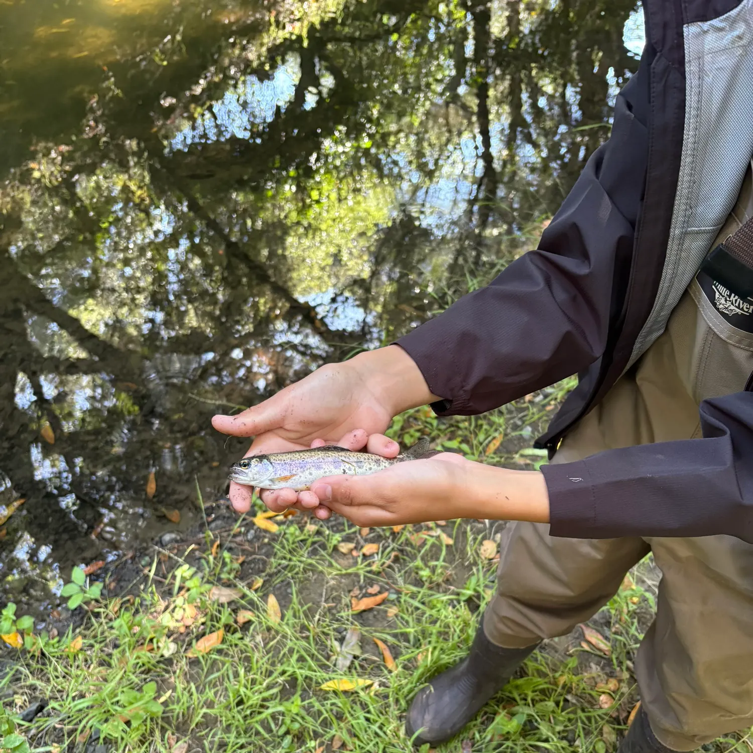 The most recent Coastal rainbow trout catches on Fishbrain