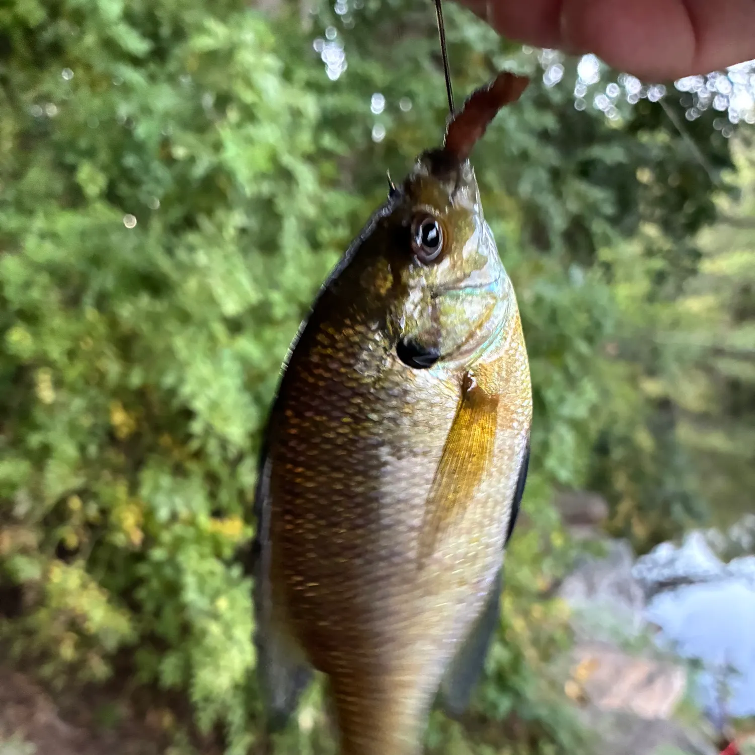 Bluegill caught on Fishbrain