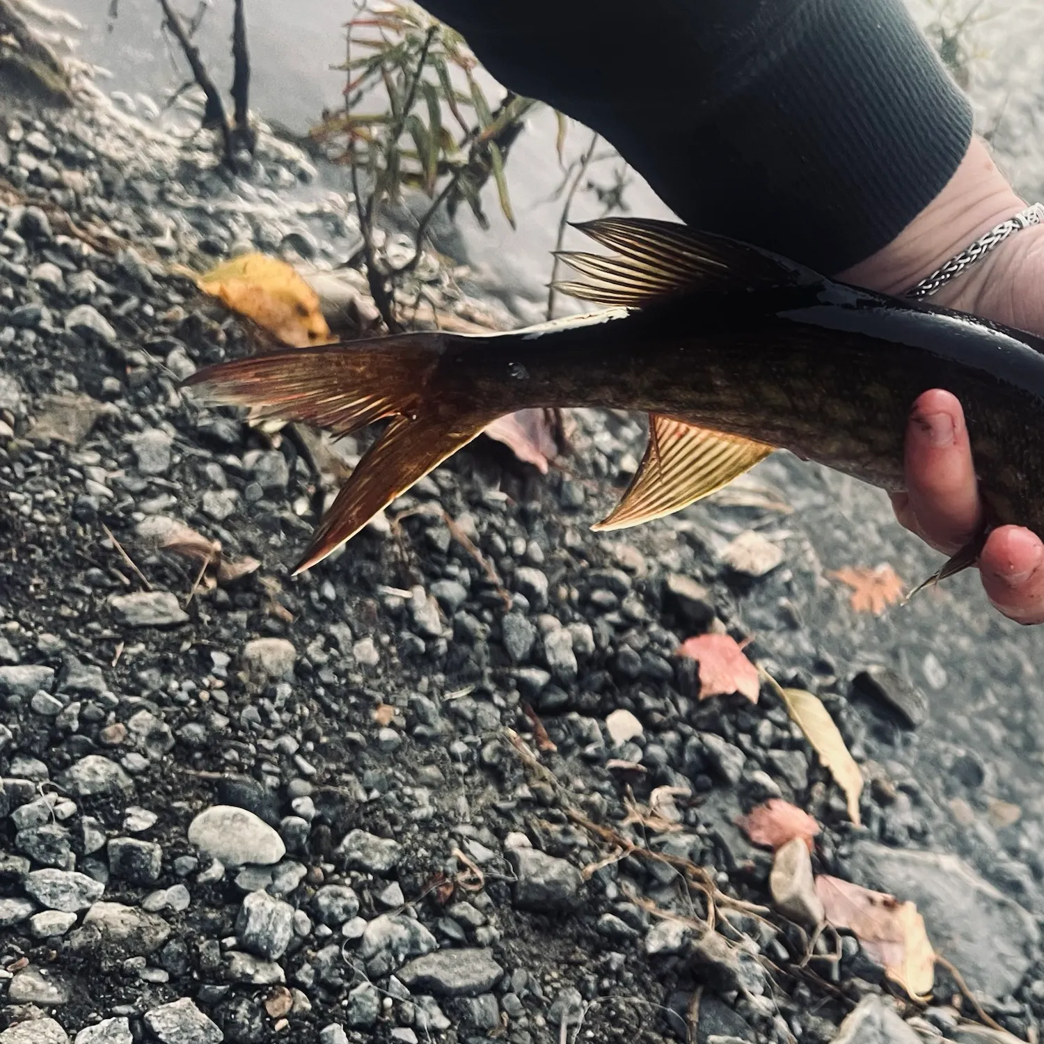 Chain pickerel caught on Fishbrain