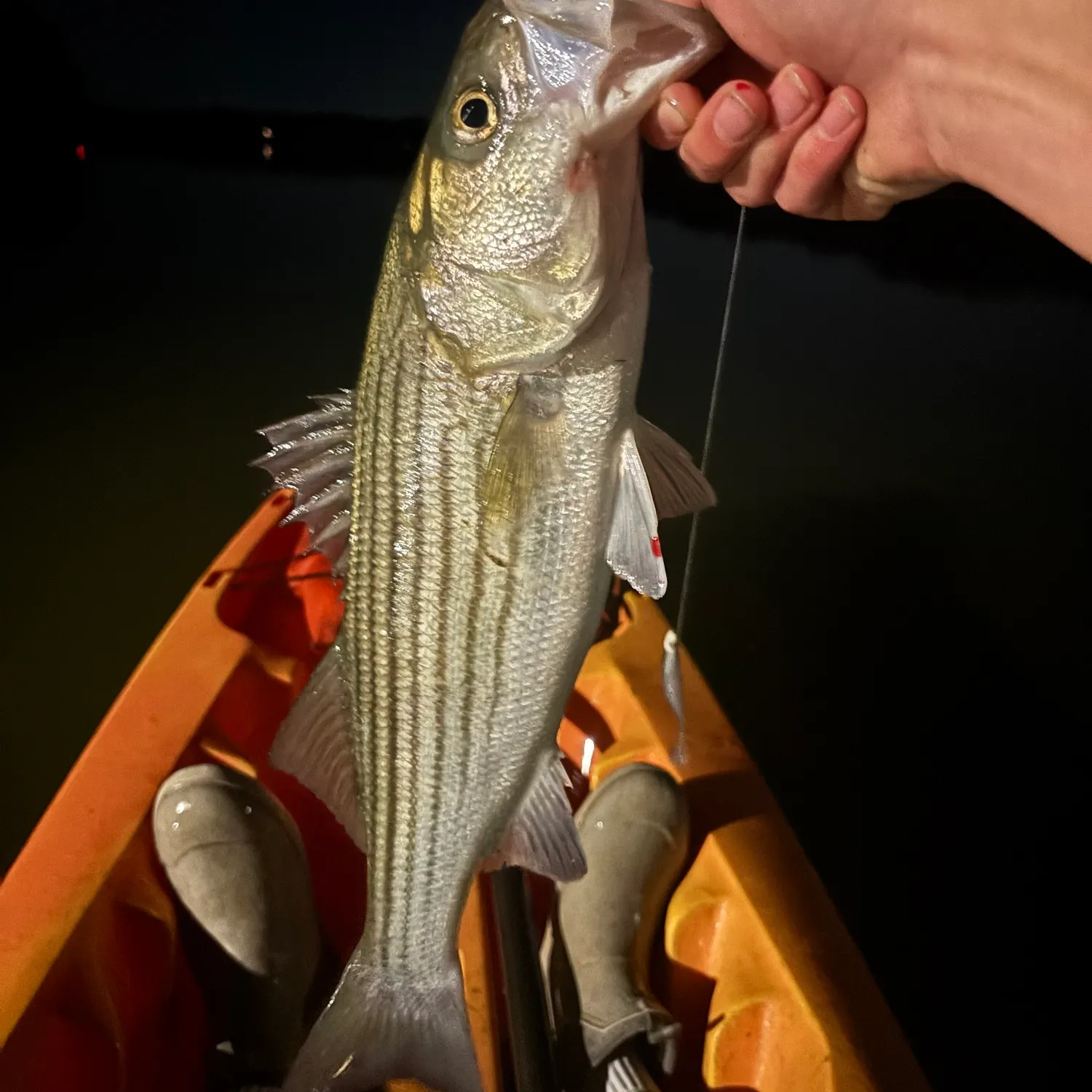 Striped bass caught on Fishbrain