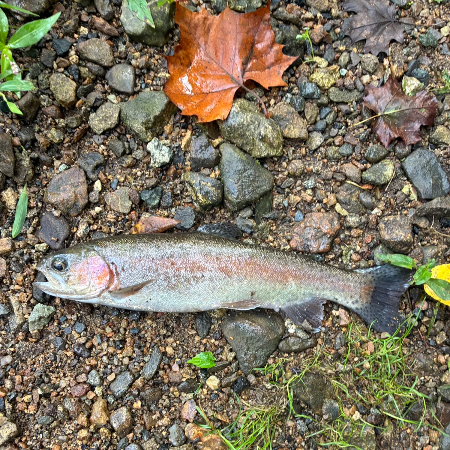 Rainbow trout caught on Fishbrain