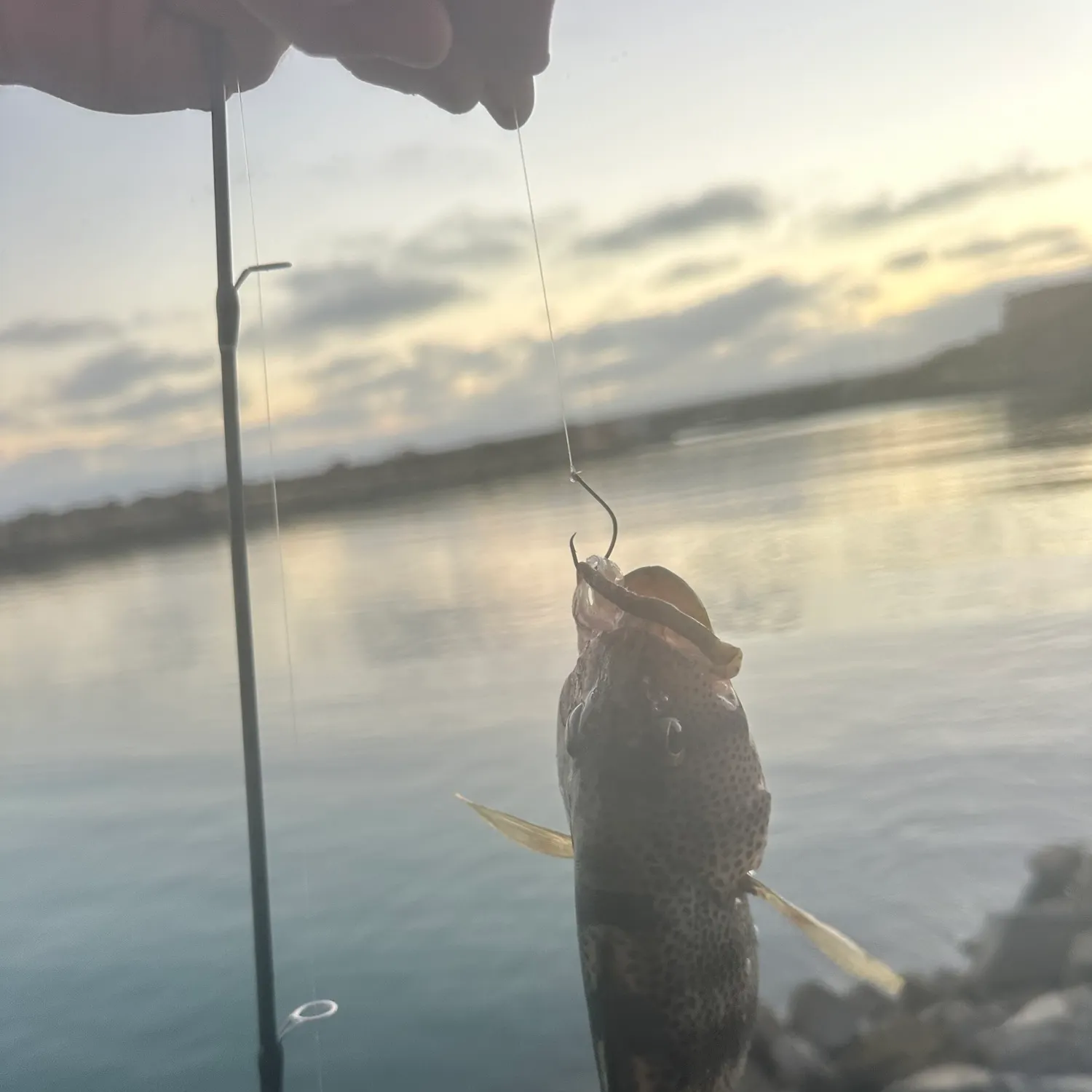 The most recent Spotted sand bass catches on Fishbrain