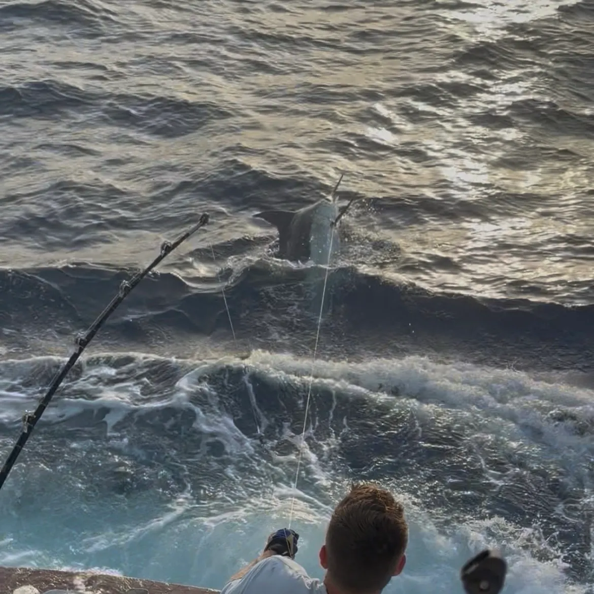 The most recent Indo-Pacific blue marlin catches on Fishbrain