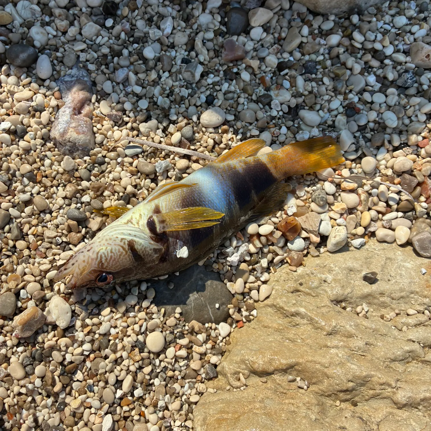 Painted comber caught on Fishbrain