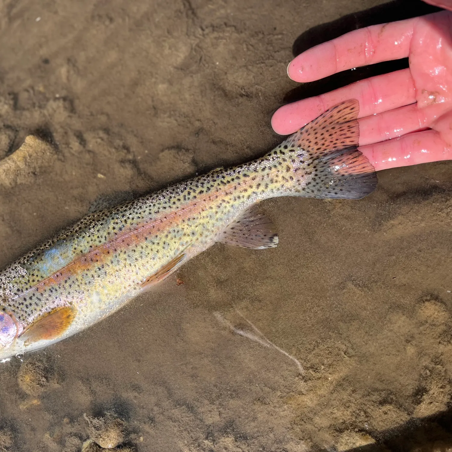 Rainbow trout caught on Fishbrain