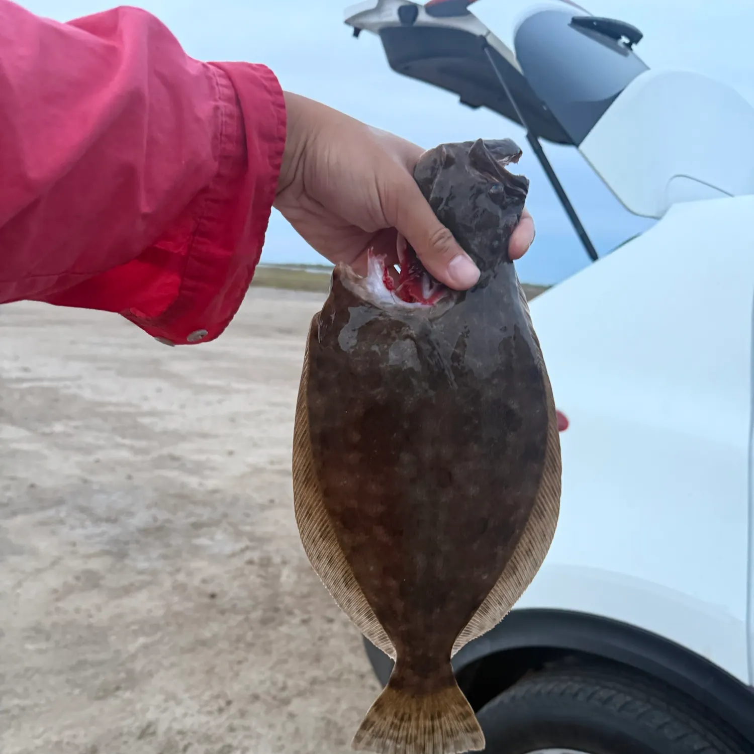 Southern flounder caught on Fishbrain