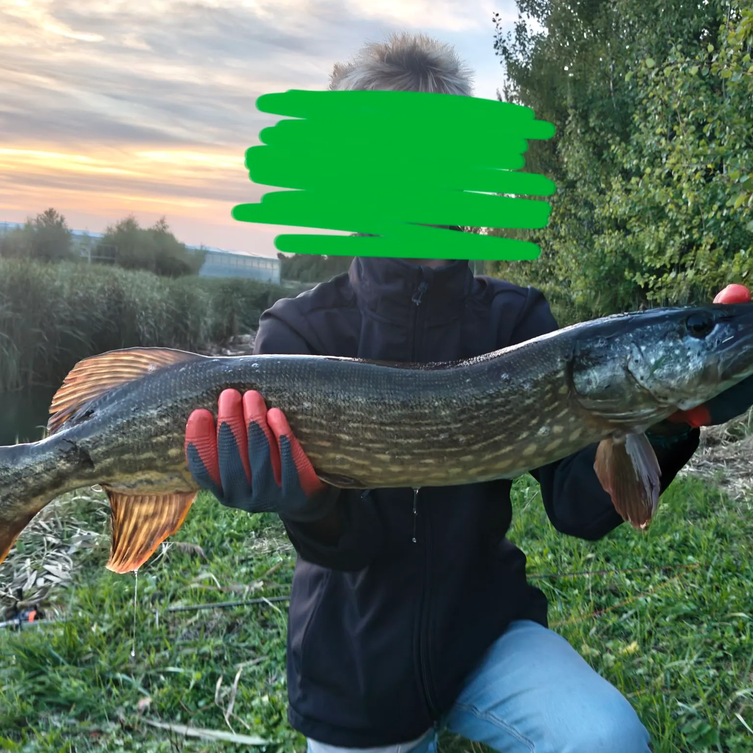 Northern pike caught on Fishbrain