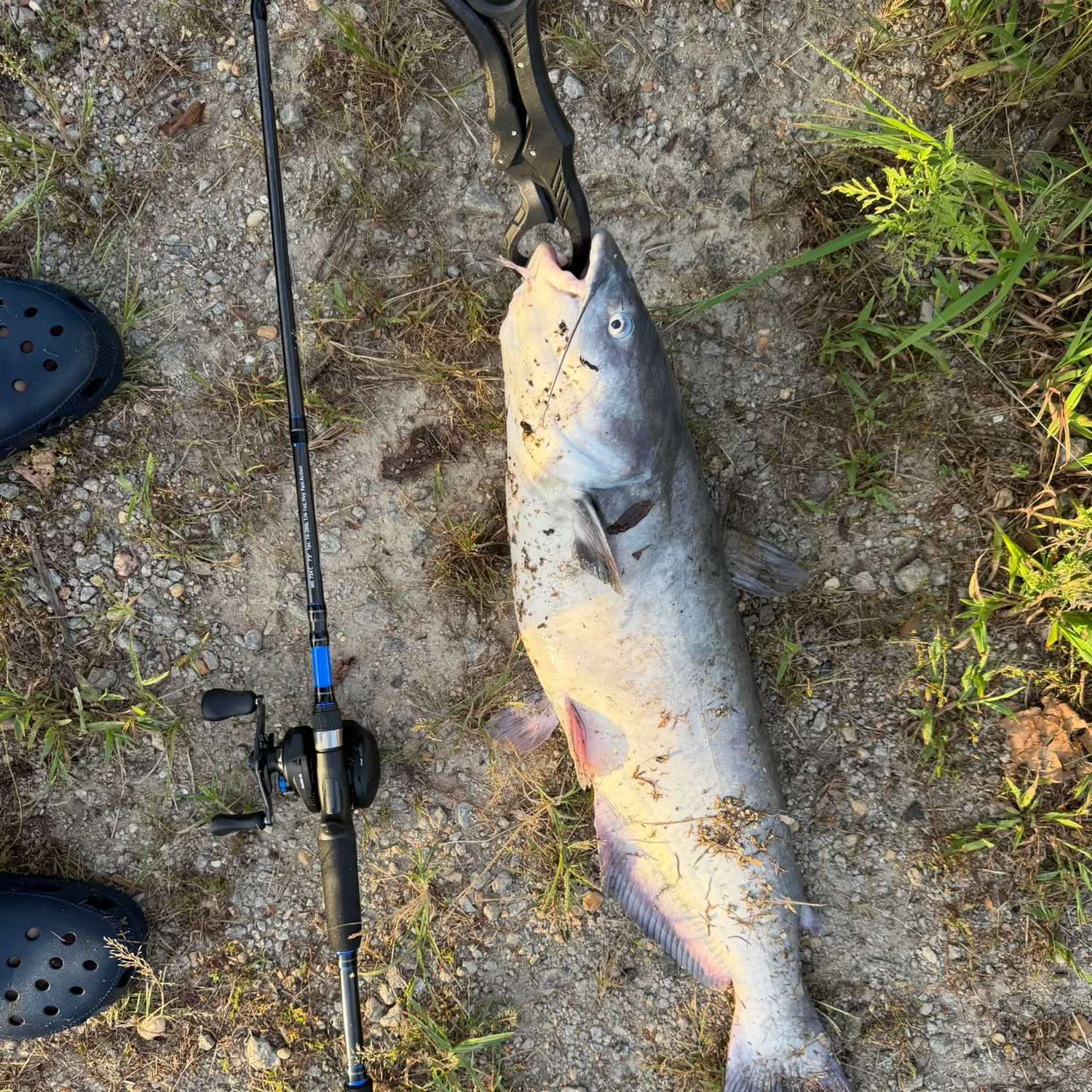 Blue catfish caught on Fishbrain