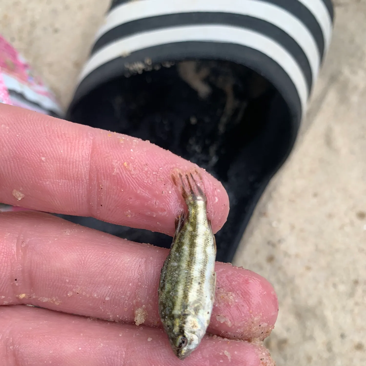 The most recent Jarbua terapon catches on Fishbrain