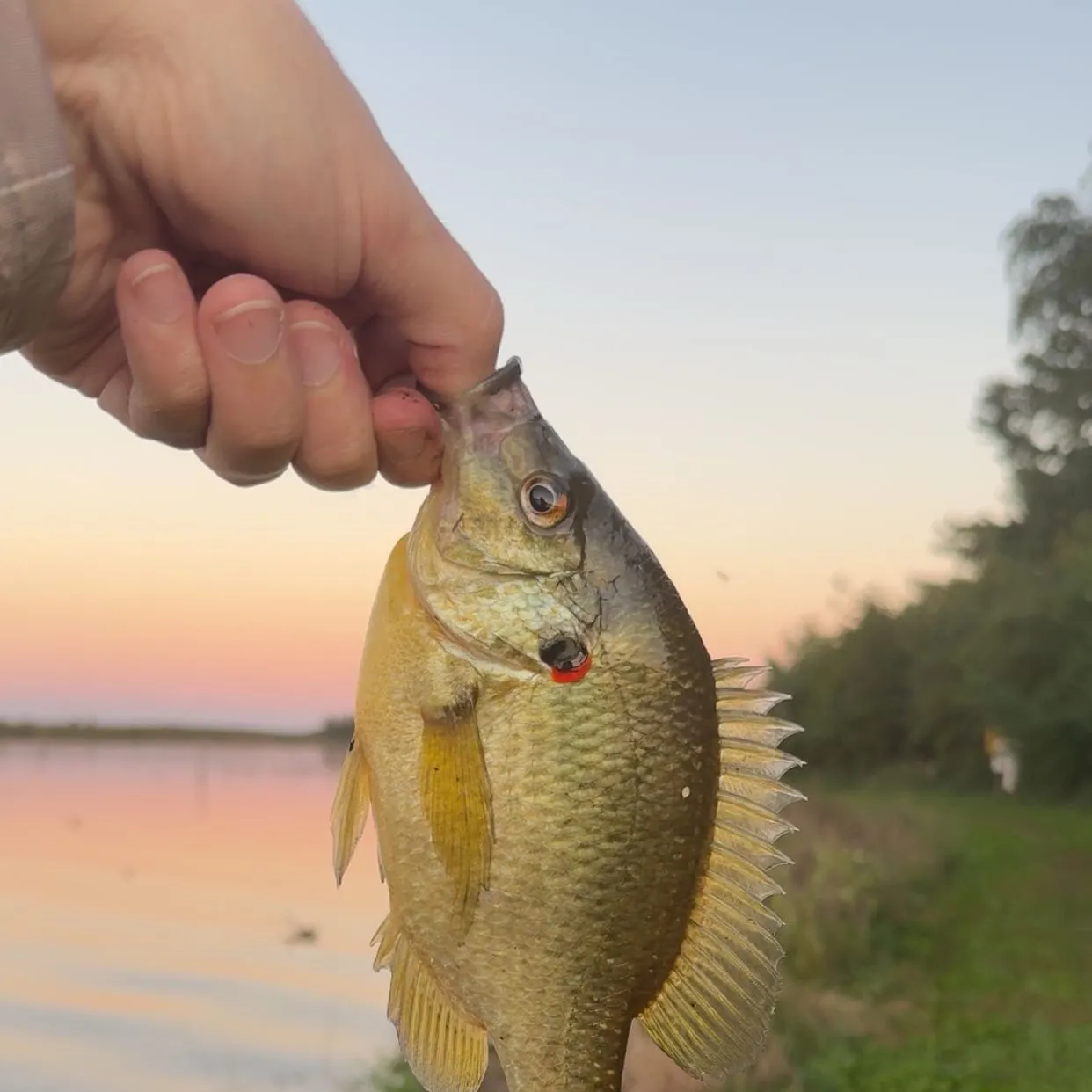Redear sunfish caught on Fishbrain