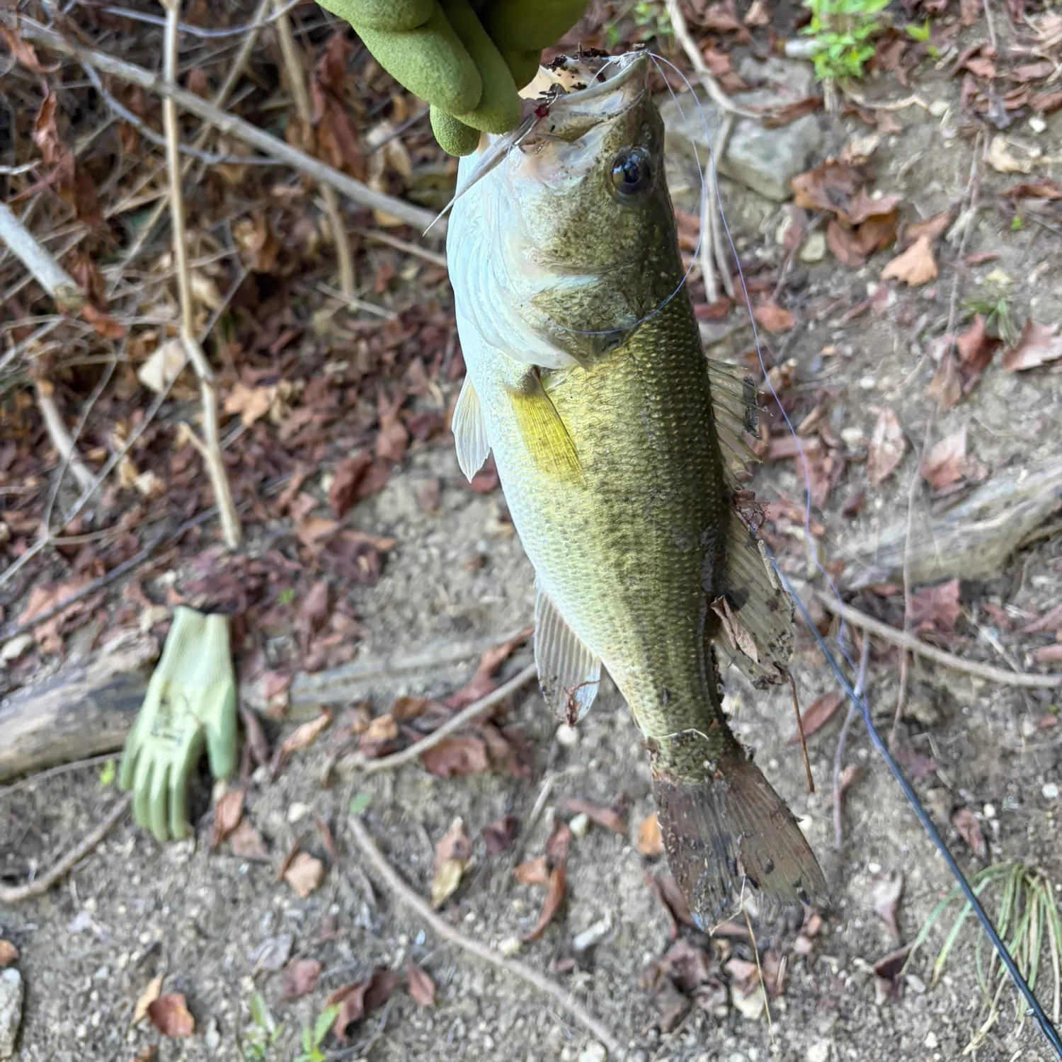 Largemouth bass caught on Fishbrain