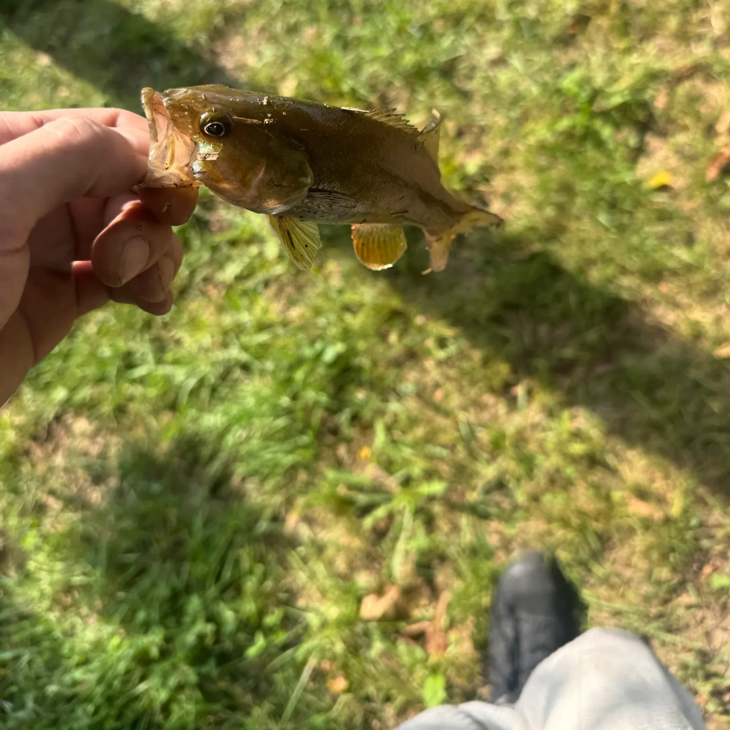 Smallmouth bass caught on Fishbrain